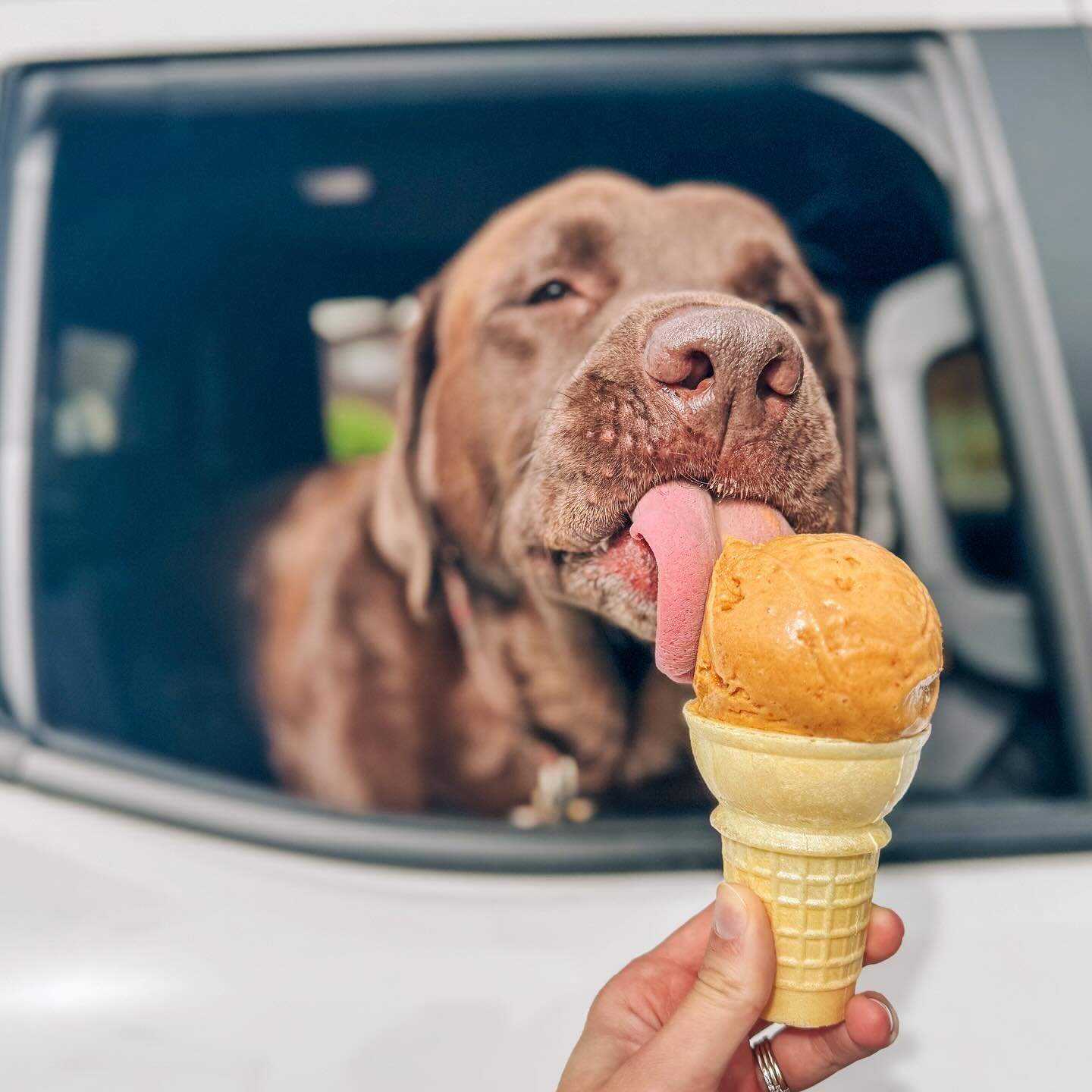 Mac is savoring the last bits of fall before winter sets in 🍂 Pumpkin Chai + Pumpkin Chip are leaving soon - grab them before they&rsquo;re gone! 🎃