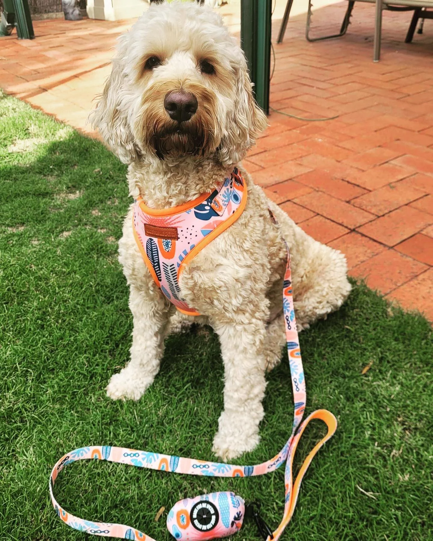 Meet Obi-wan! Obi is one of our super cute brand ambassadors! 

He loves his Tropicana walking set, which he shows off to everyone at the park and at the beach! 

Out tropicana walking set is in stock and ready to ship! 

If you want to be an ambassa