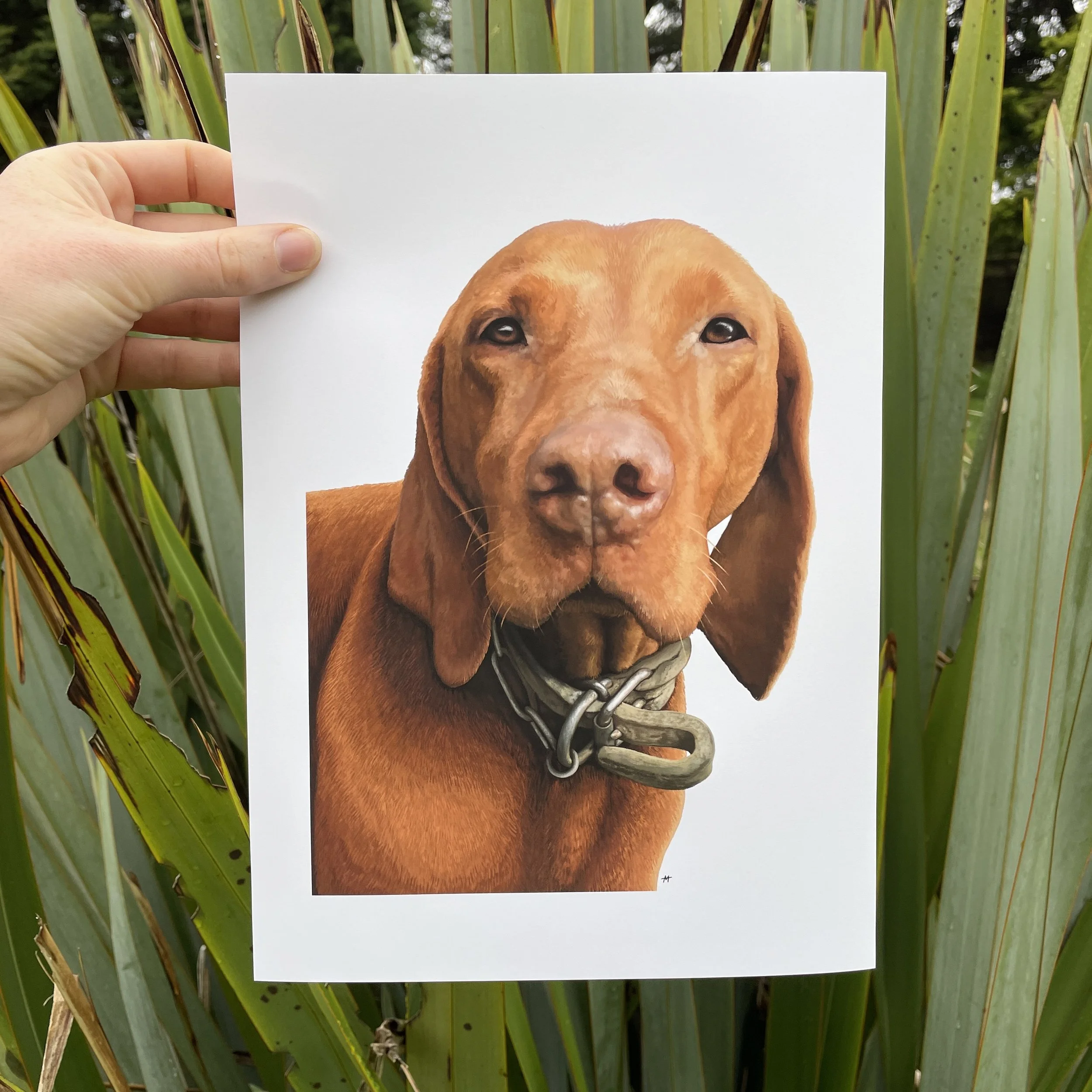 Maiwai 🐾  A4 Digital Portrait Print
