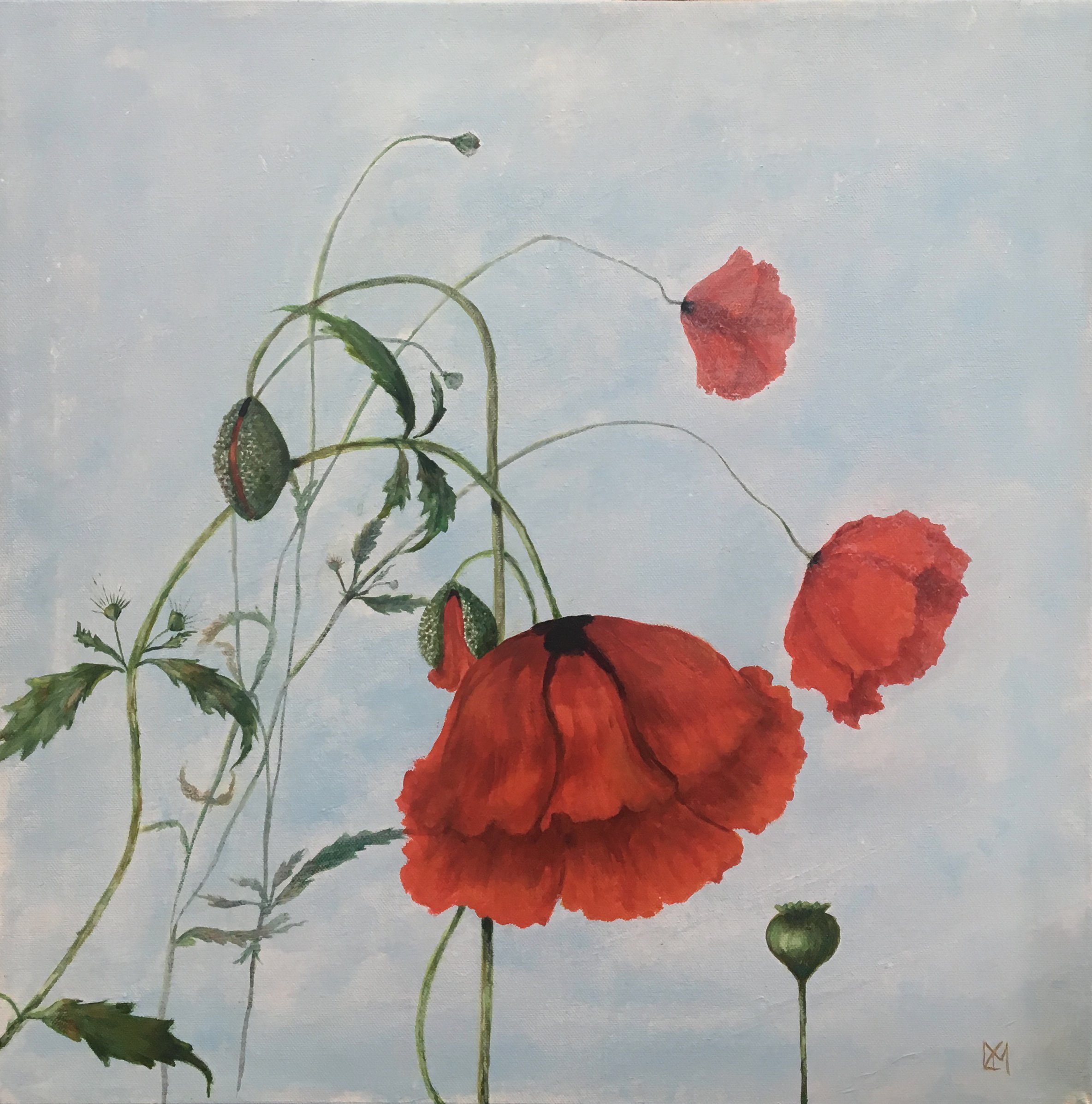 Poppies 