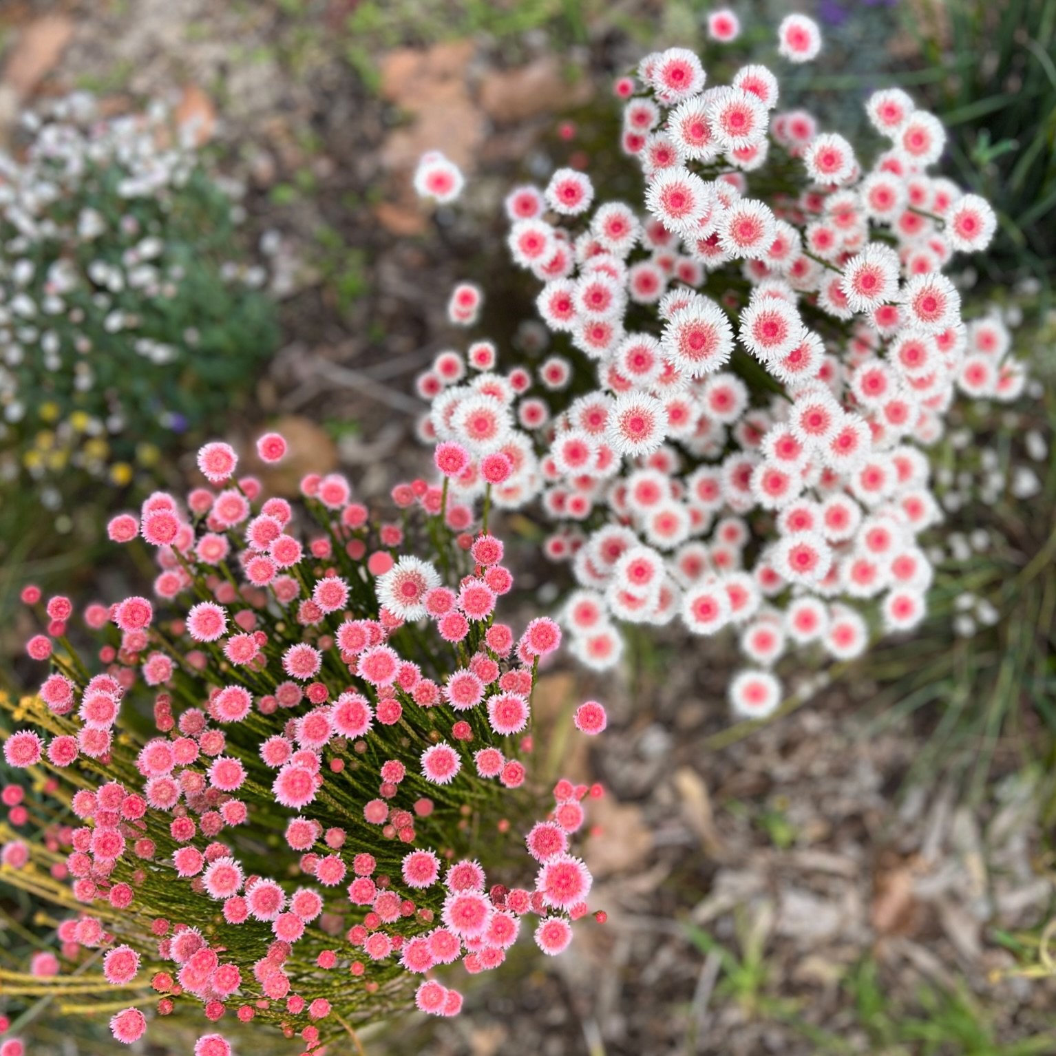 Here in Borloo (Perth) we&rsquo;ve just come into the Noongar season of Kambarang. It&rsquo;s the season of blooms and birth and it feels so fitting to be the time of year that I&rsquo;ll be sharing something I&rsquo;ve created with the world (my web