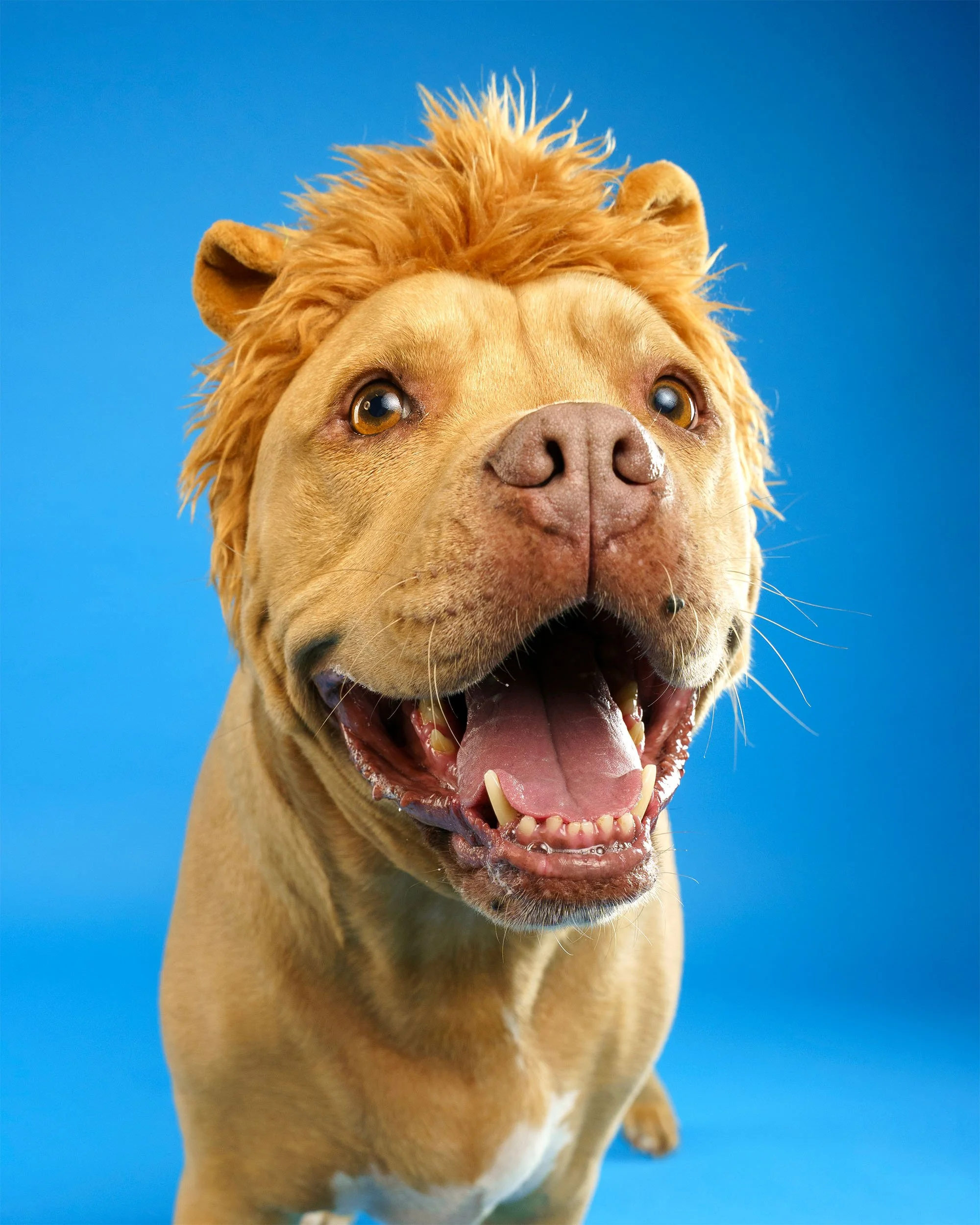 Happy Staffy cross dog wearing a playful lion headband and smiling on a blue backdrop in an Adelaide dog photography studio