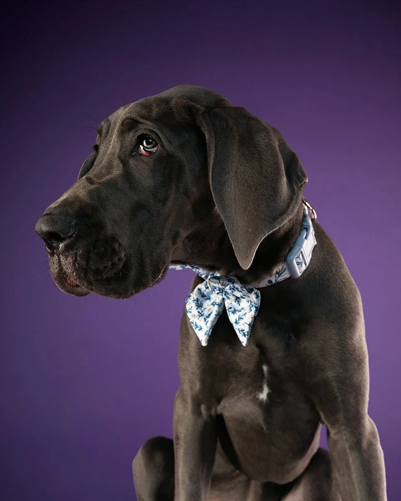 What to Bring to Your Pet Photoshoot.