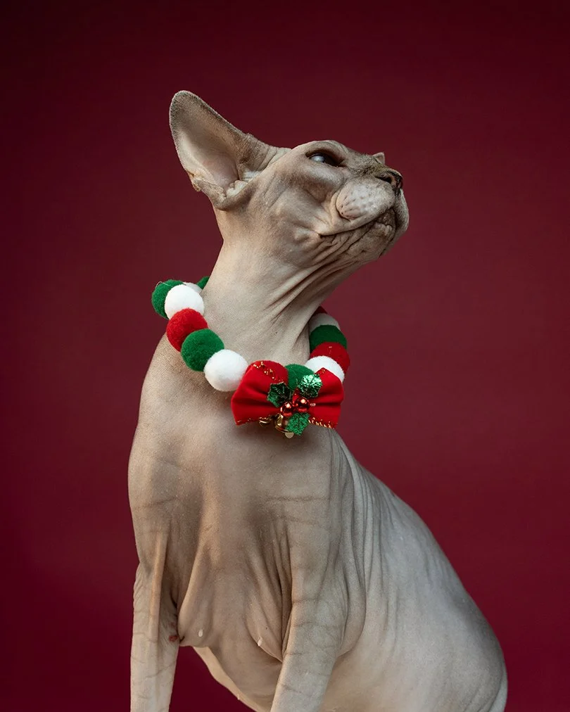 Why Printed Photos Matter More Than Digital Files.