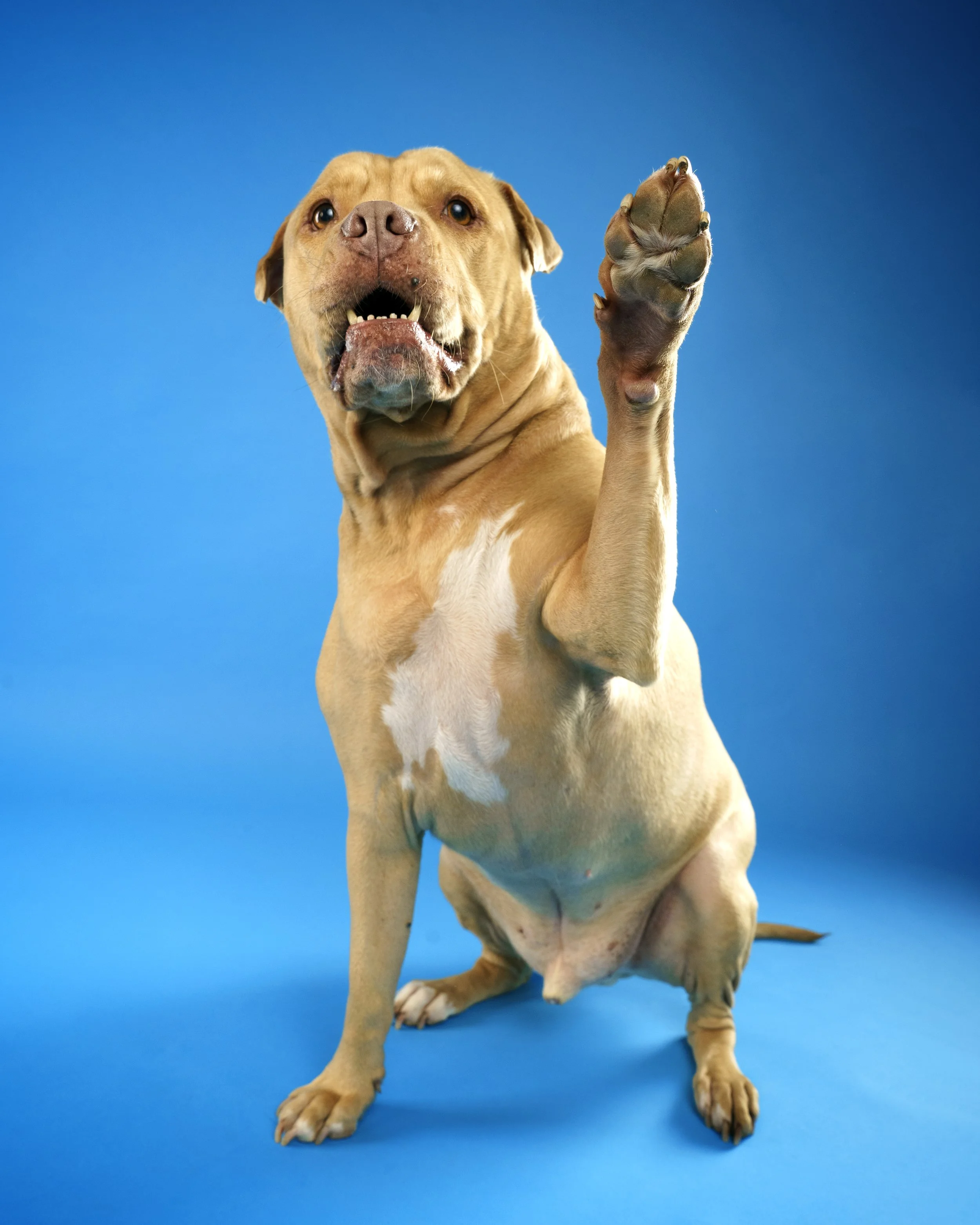 Studio vs Outdoor Dog Photography in Adelaide: Which Is Best for Your Dog?