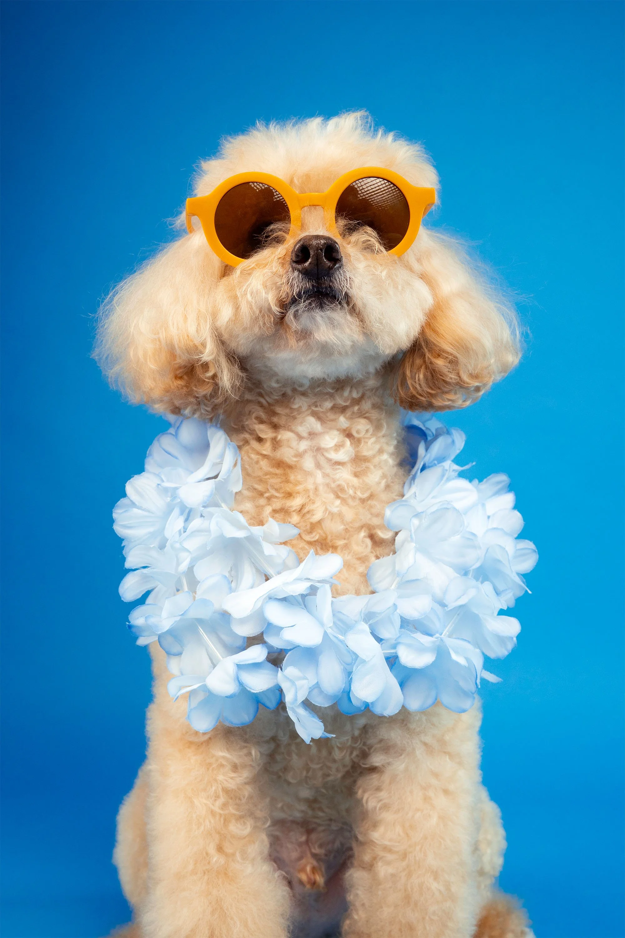 Can You Photograph a Nervous or Reactive Dog? An Adelaide Studio Guide