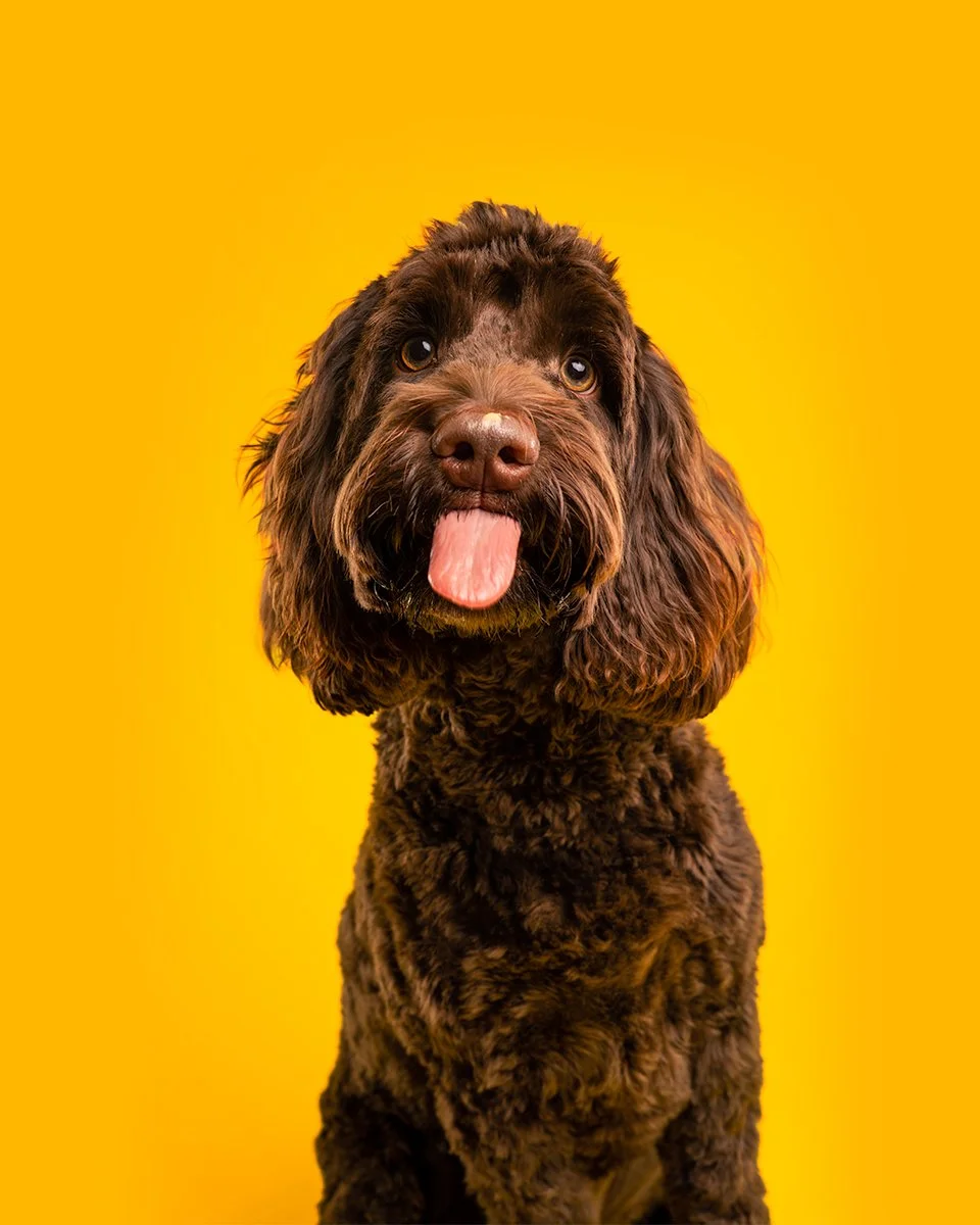 Chocolate brown Labradoodle dog poking his tongue out playfully against a bright yellow backdrop in a professional Adelaide dog photography studio