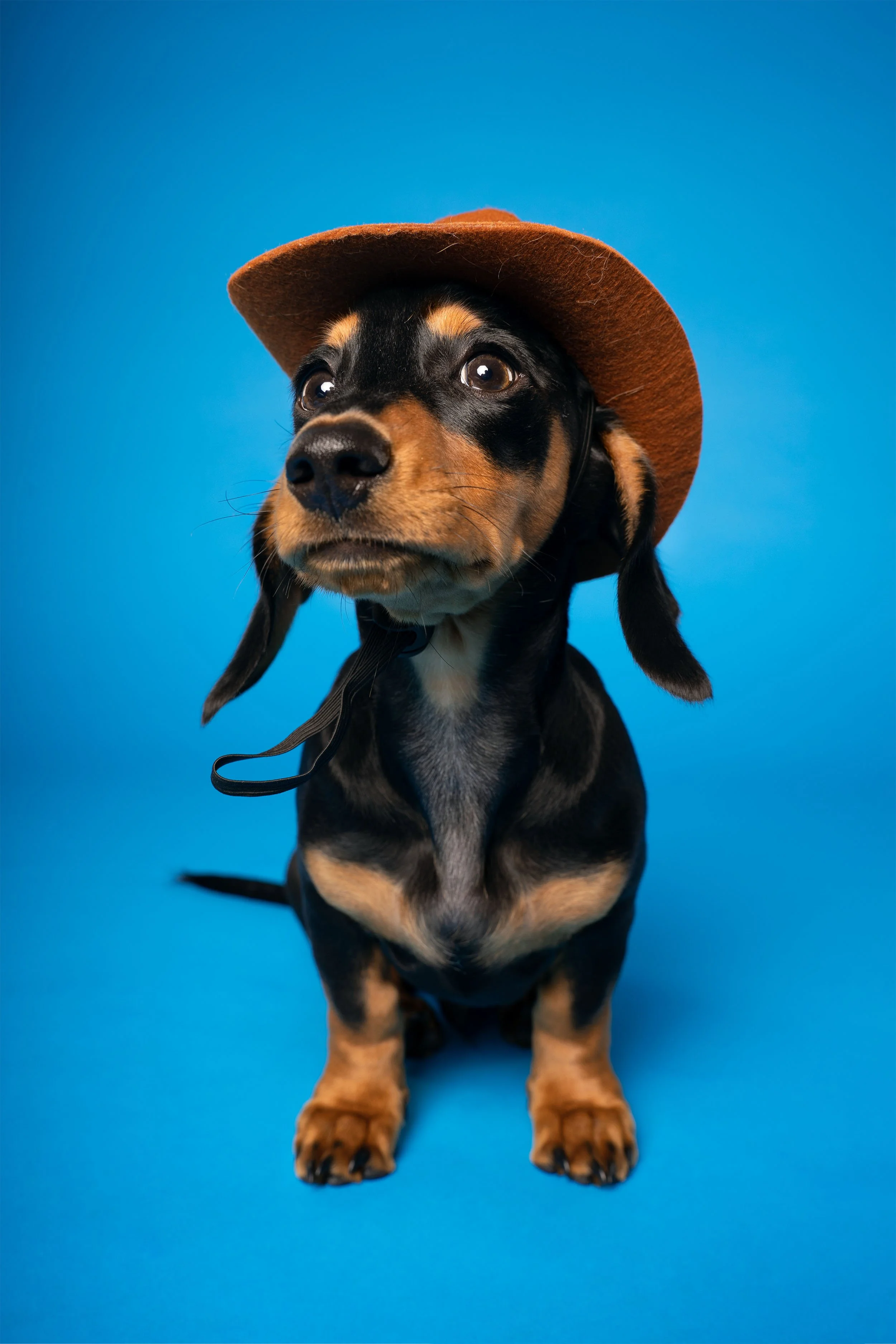 A Dachshund wearing a cowboy hat and posing for a studio portrait against a blue backdrop.