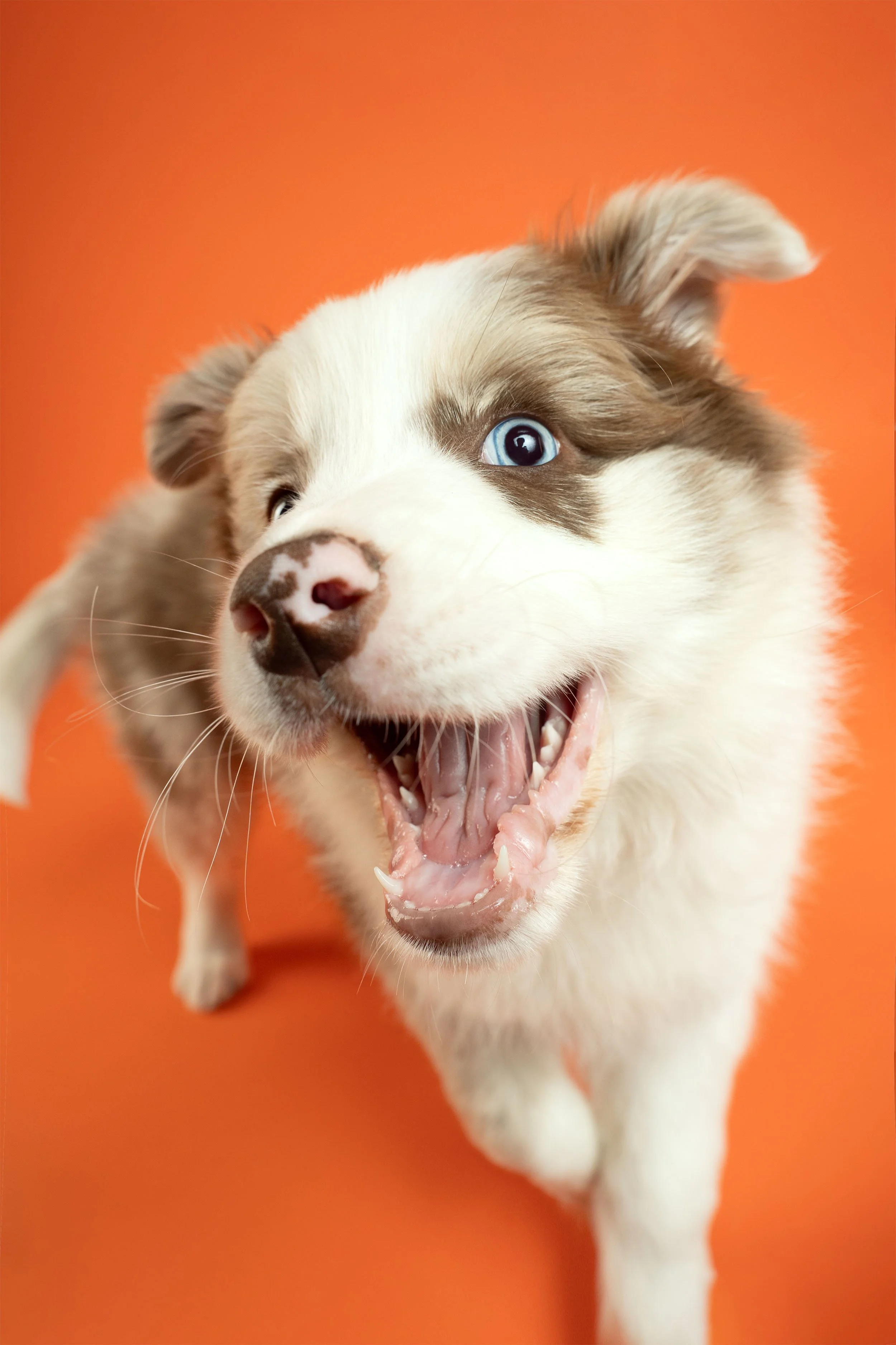 A happy Border Collie puppy smiling and looking at the camera against an orange studio backdrop.