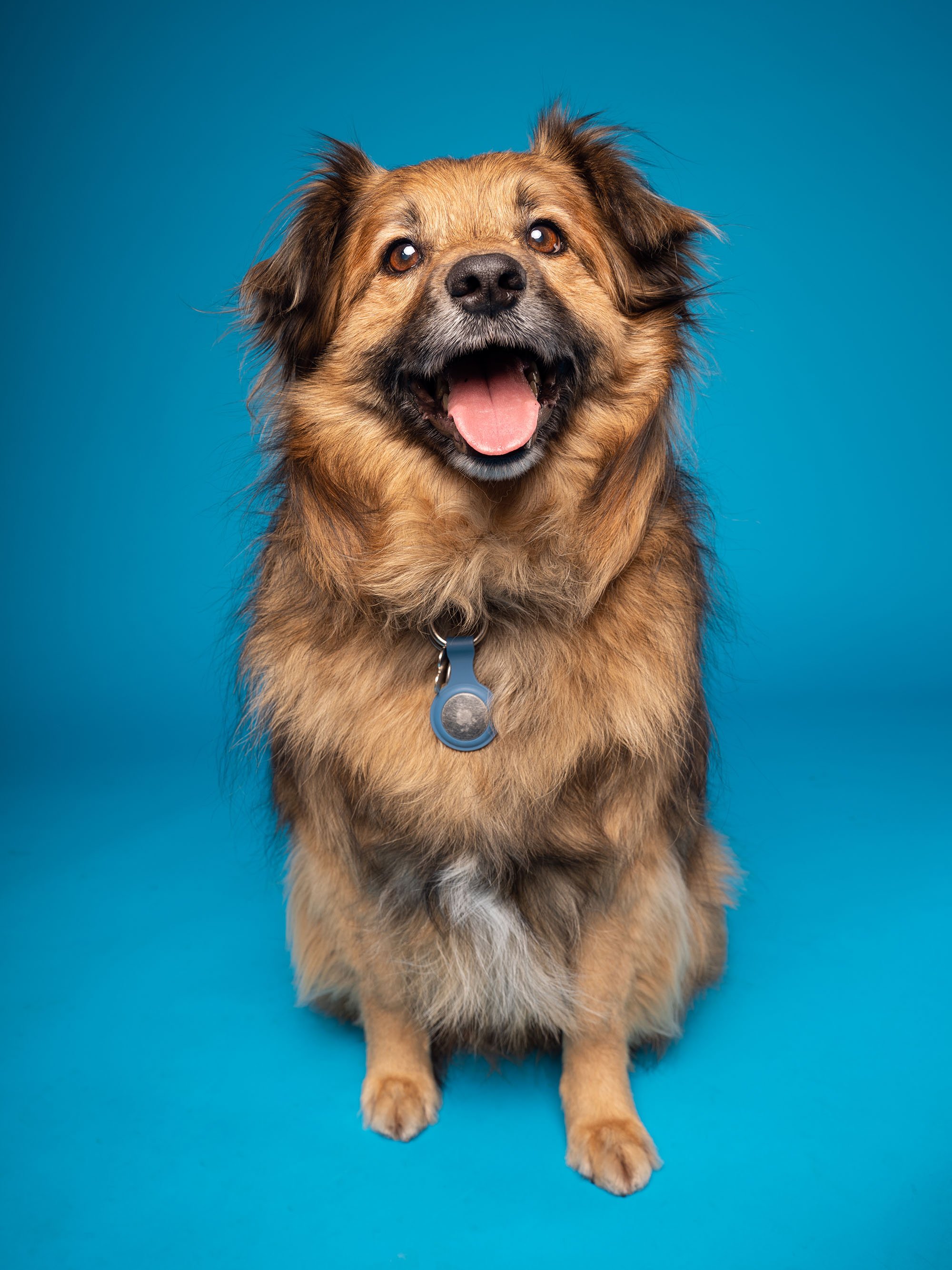 A happy dog smiling at the camera during a studio photography session on a blue backdrop
