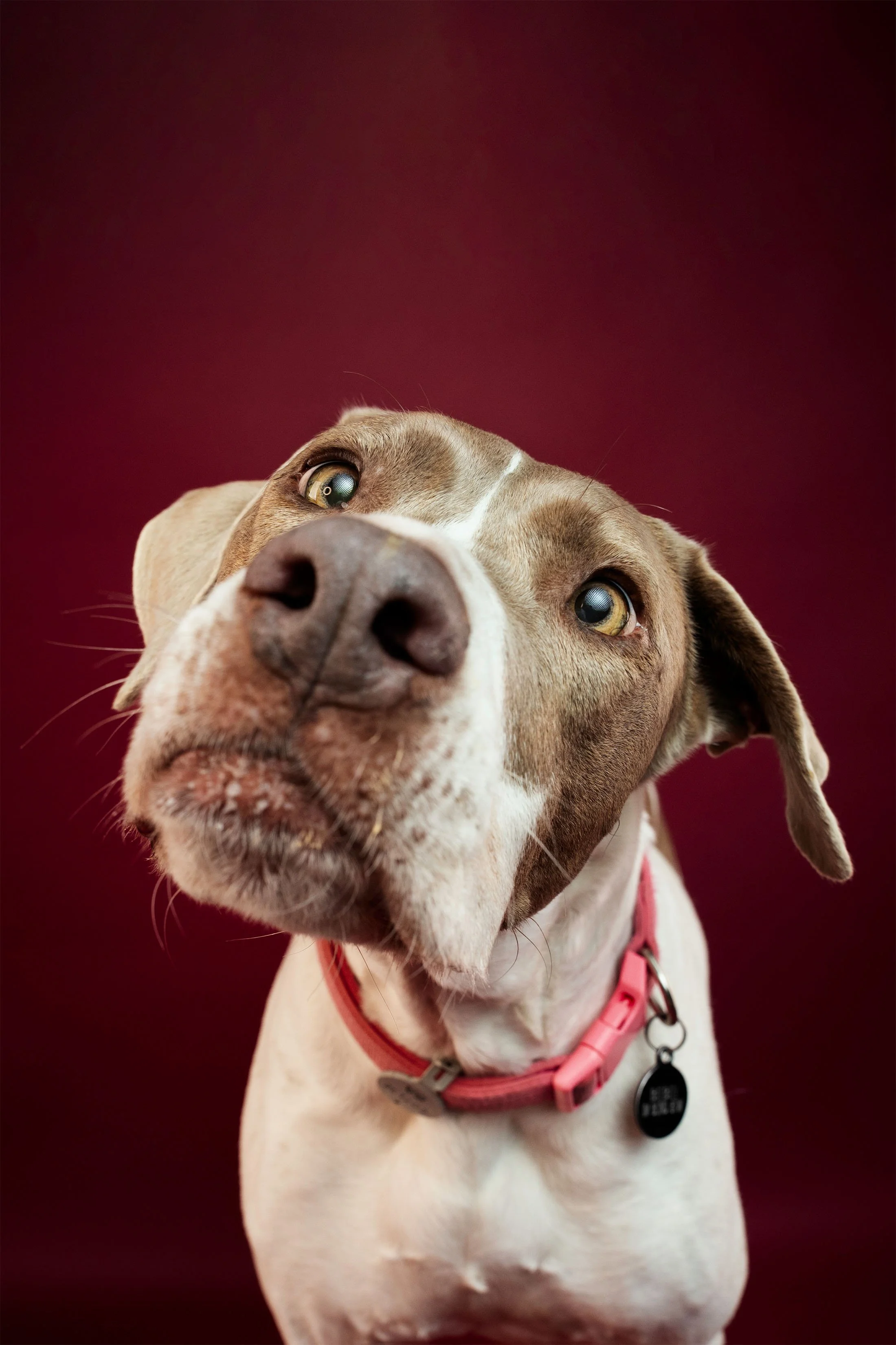 A cute dog posing for a studio portrait against a red backdrop.