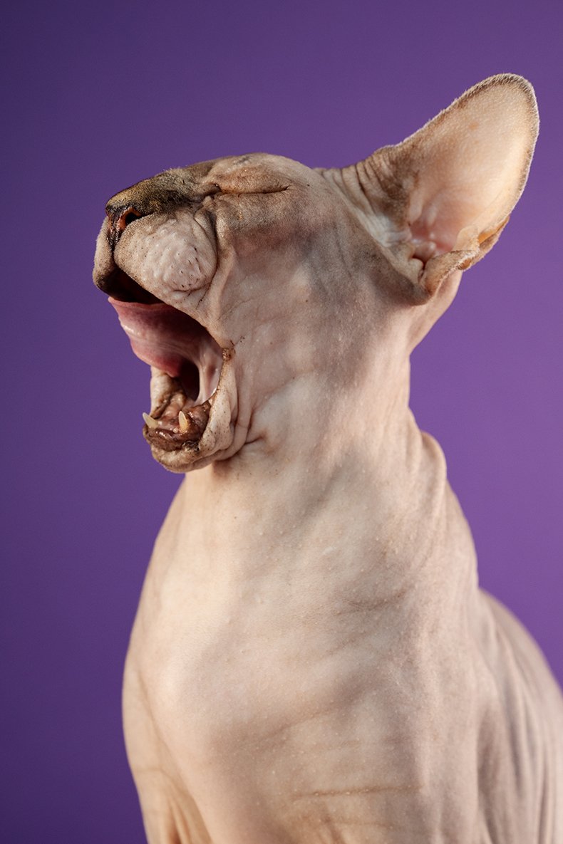 Photo of a sphynx cat yawning on a deep purple backdrop. The photo was taken by a professional pet photography session in Adelaide South Australia