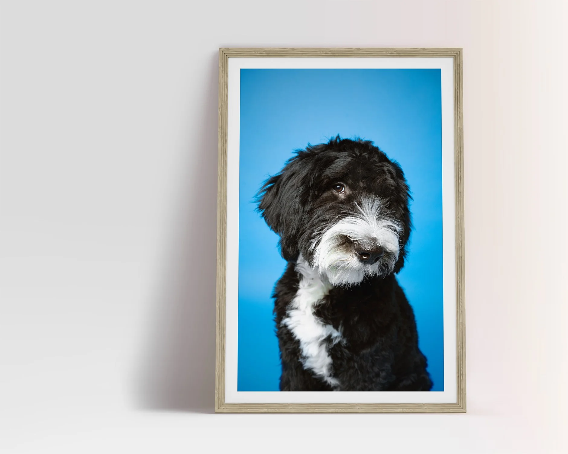 Photo frame of a poodle dog shot at a dog photography session
