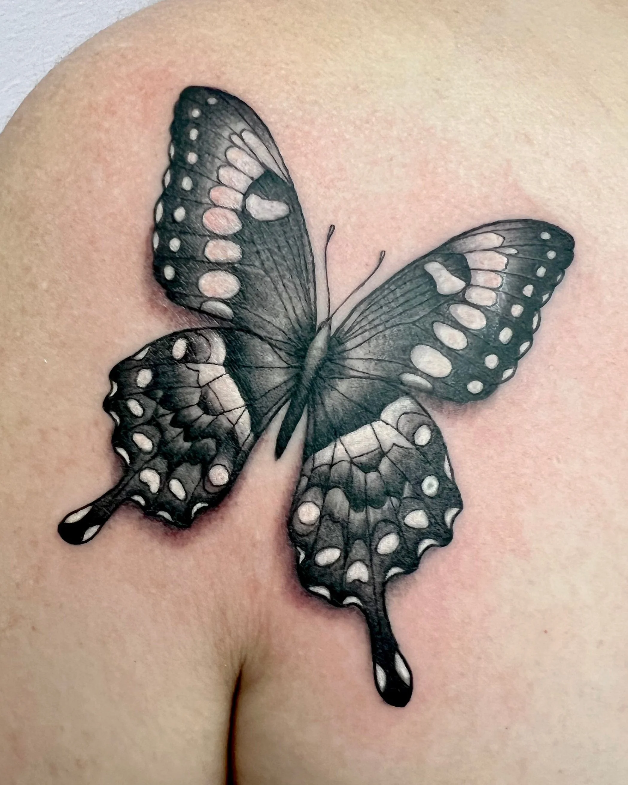 Black swallowtail flash