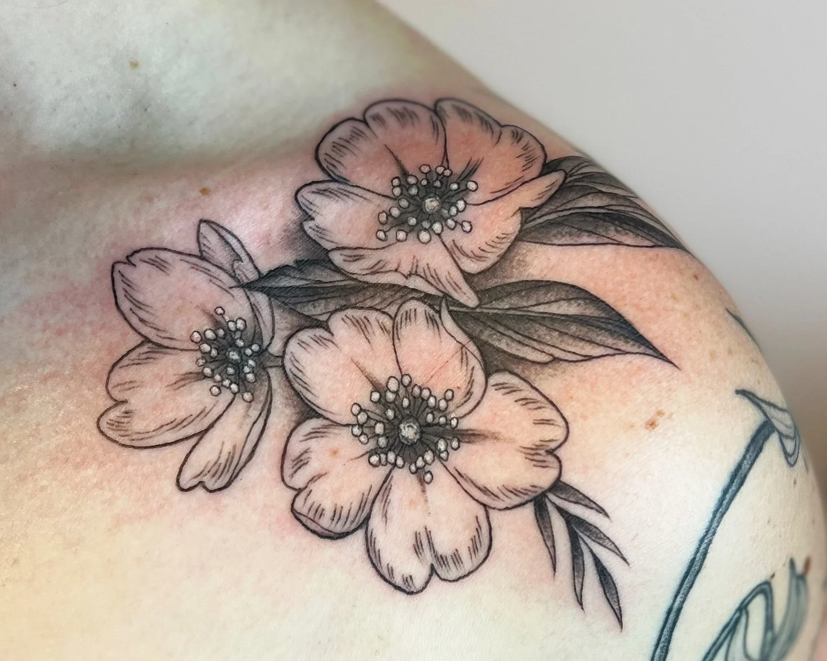 Trés Wild Rose flash