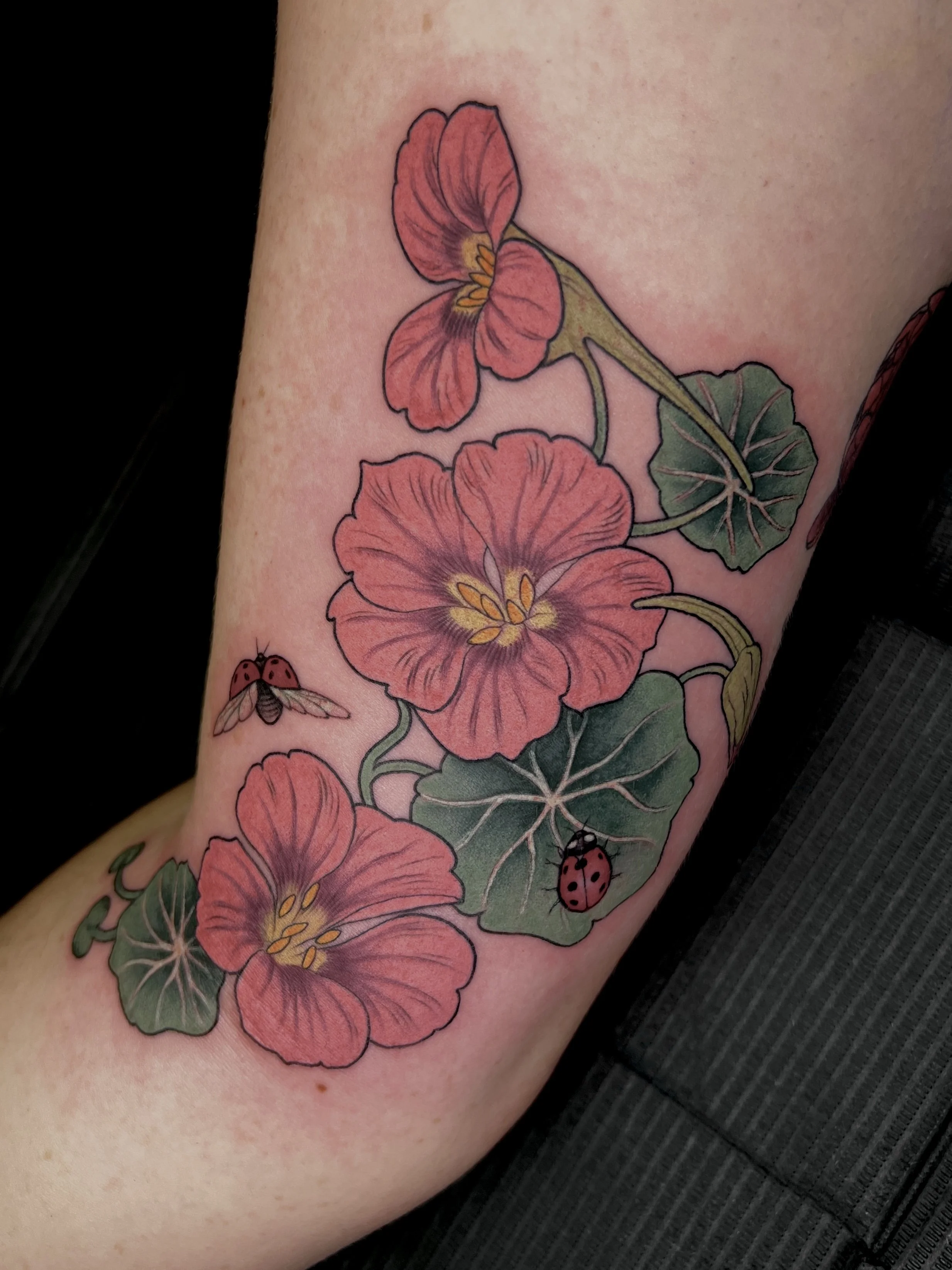 Freehand nasturtium vine