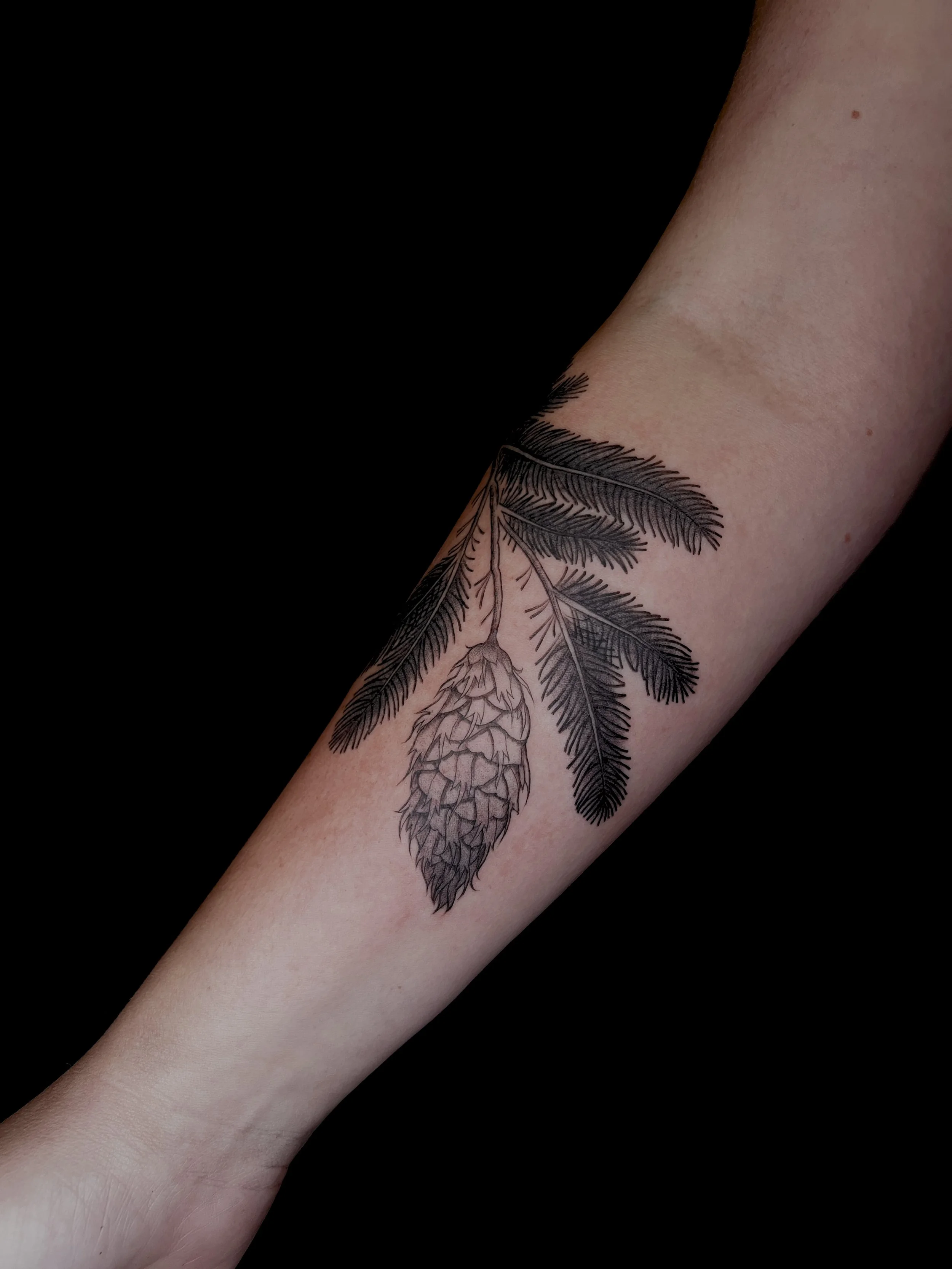 Doug fir branch flash