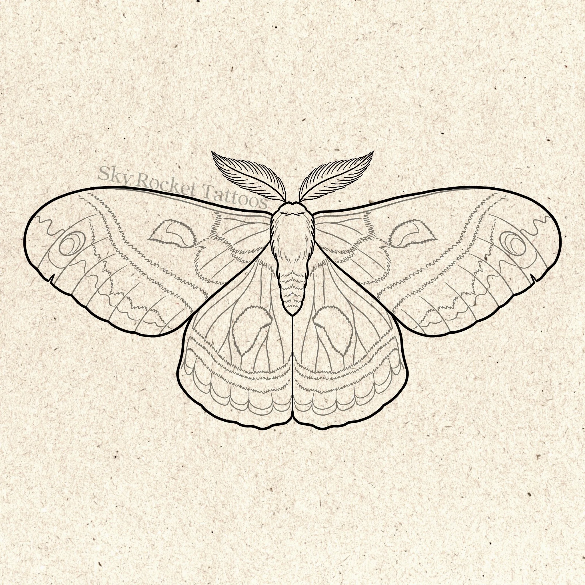Cecropia Moth