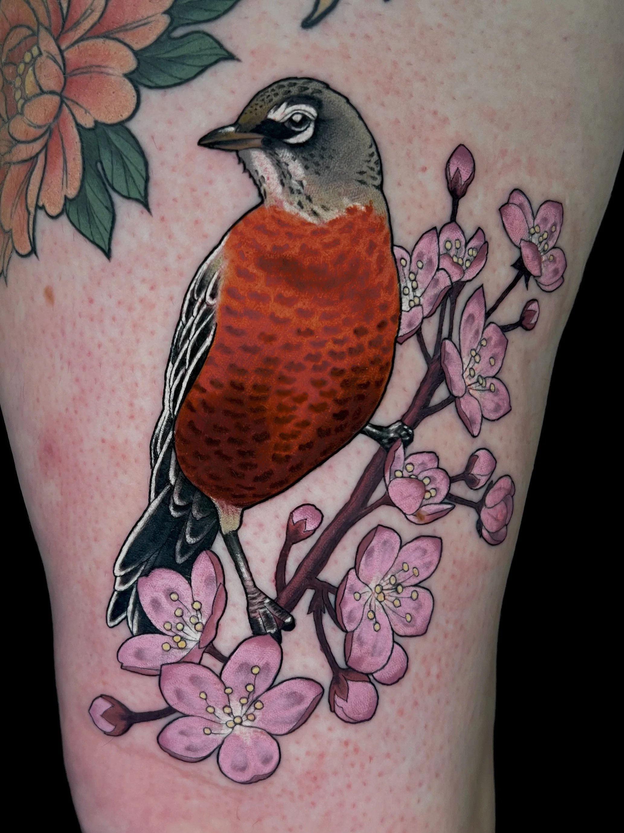 Robin and cherry blossom flash