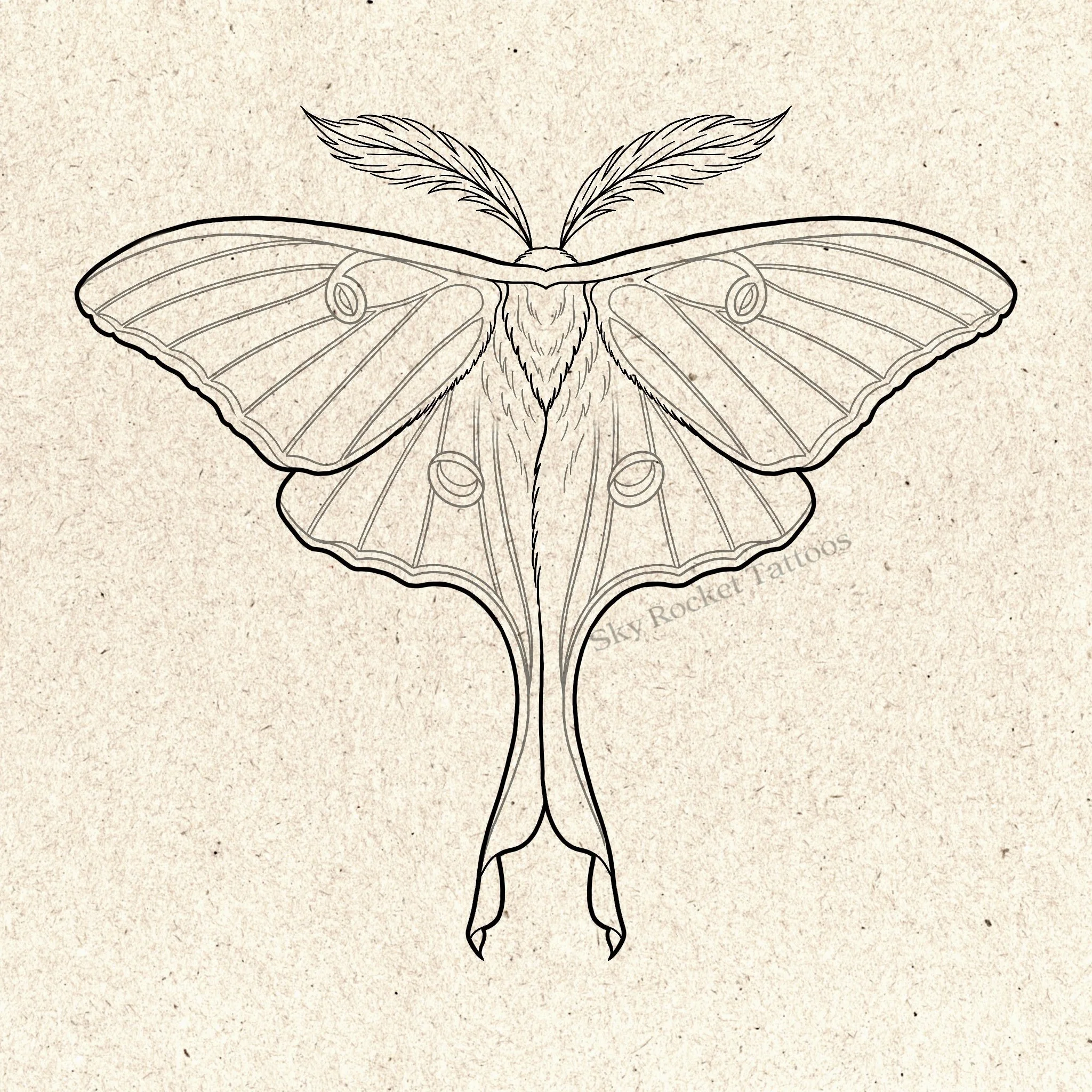 Luna Moth