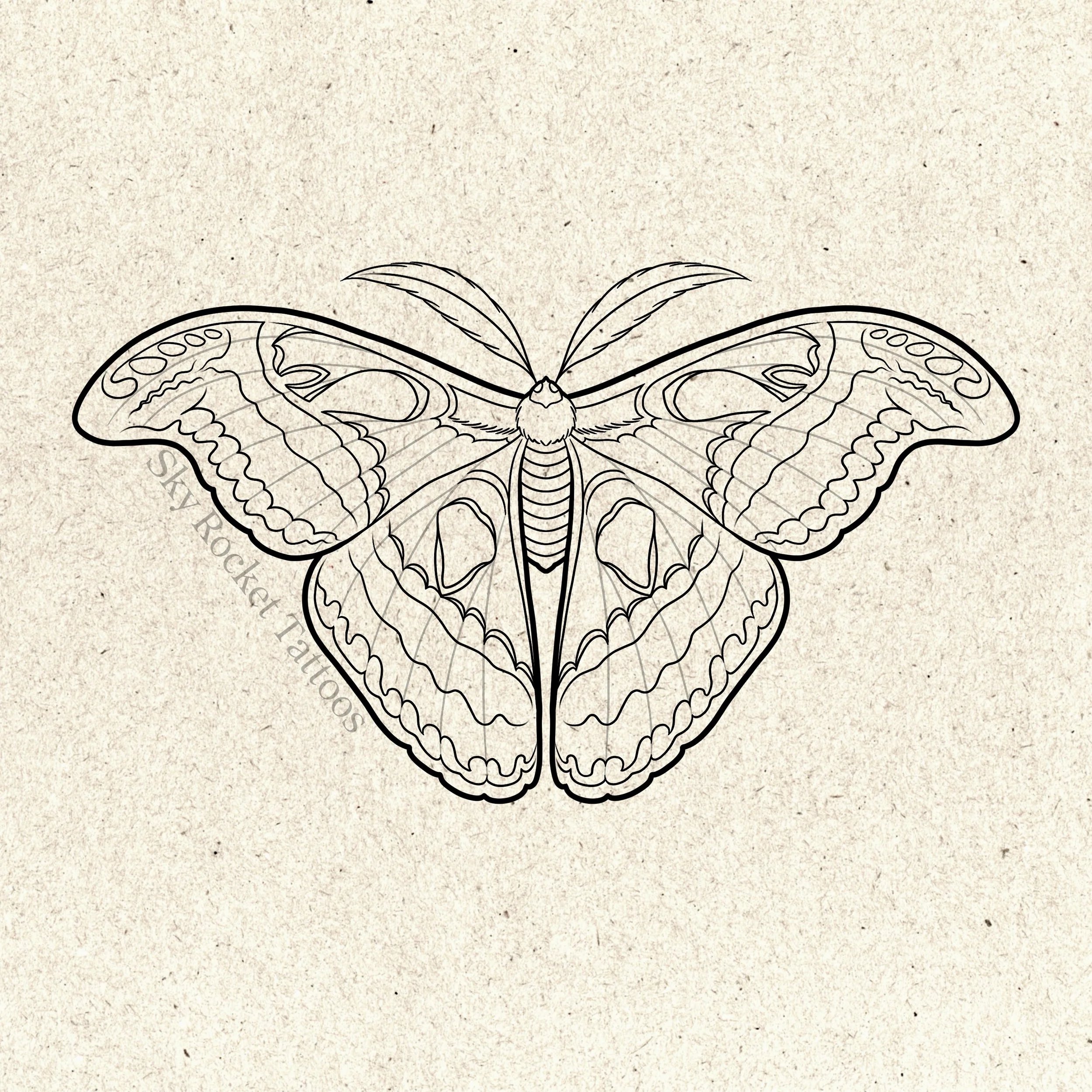 Atlas Moth
