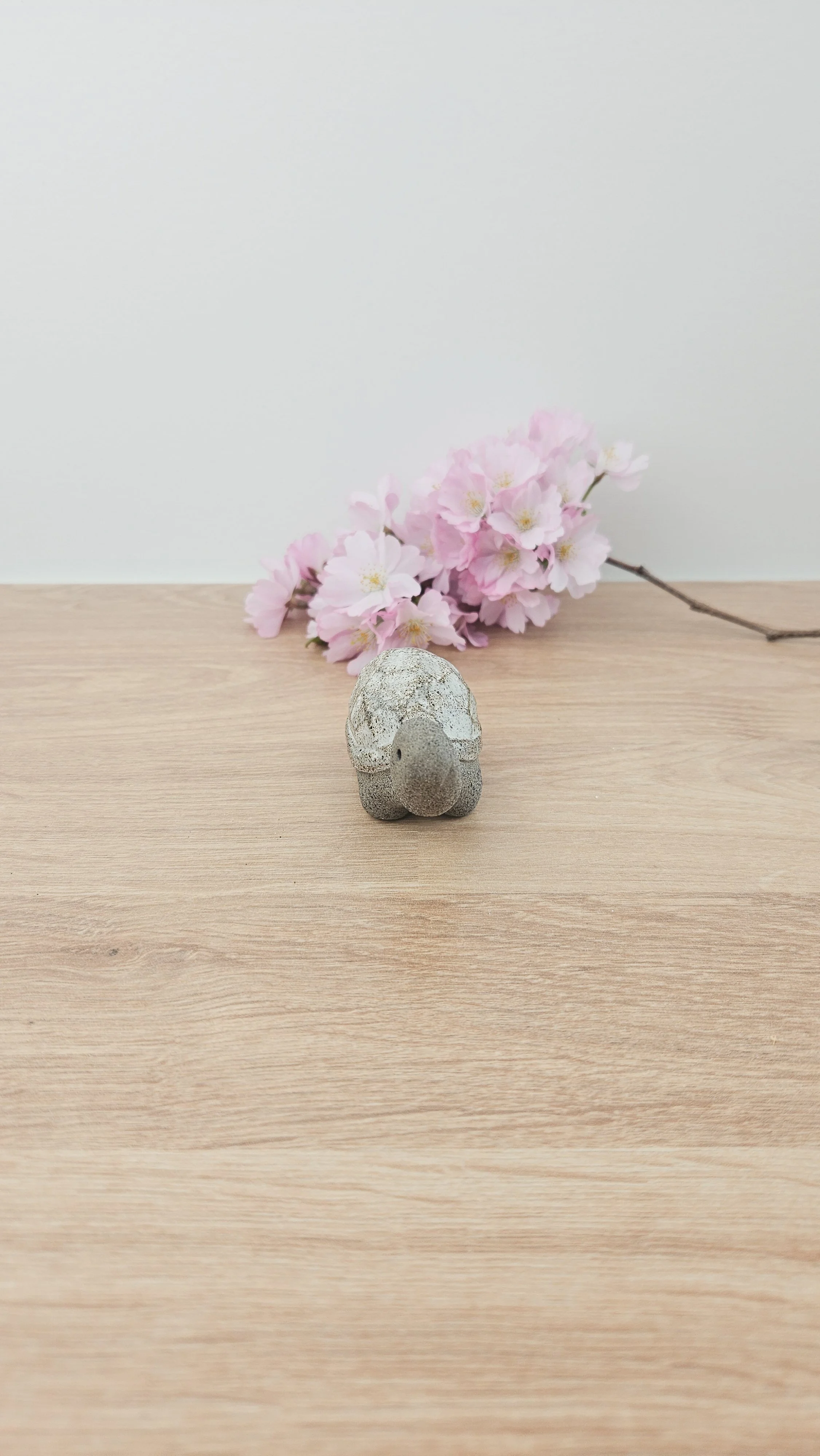 Mini Tortue 20260318_135807.jpg