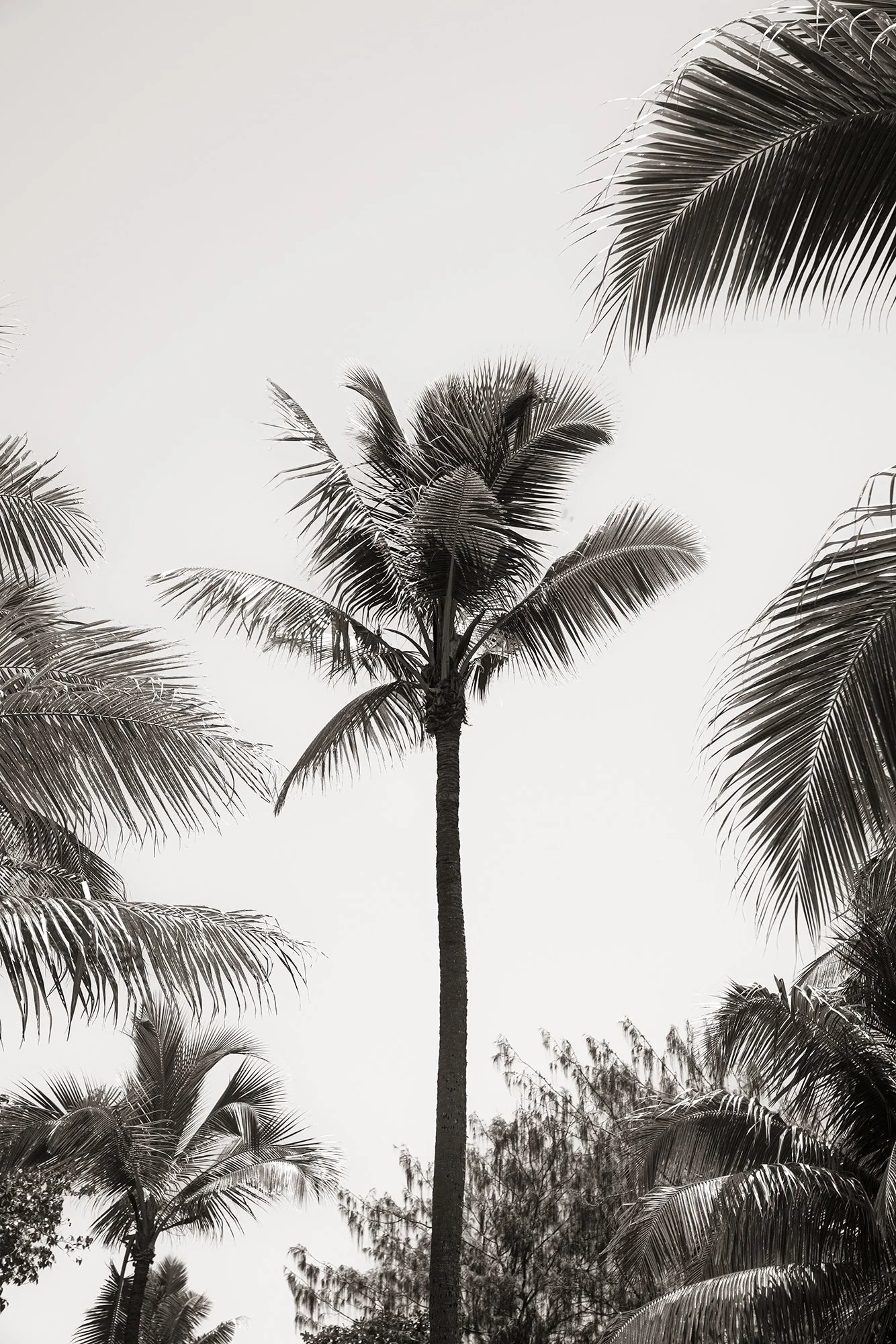 Black and white photo of palm trees, with a tall central palm tree surrounded by other palm trees against a clear sky.