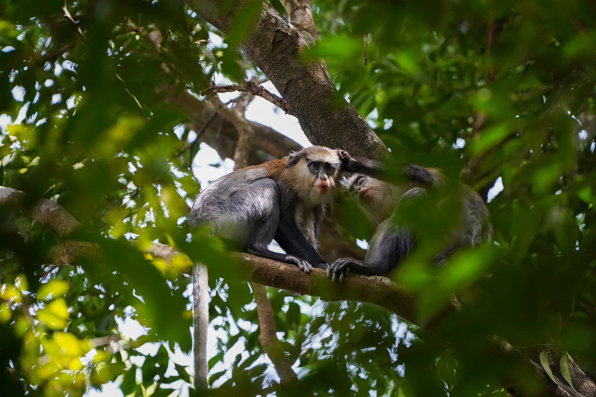Campbell’s monkeys groom each other in the canopy of Sierra Leone’s forests — a daily ritual that strengthens social bonds.