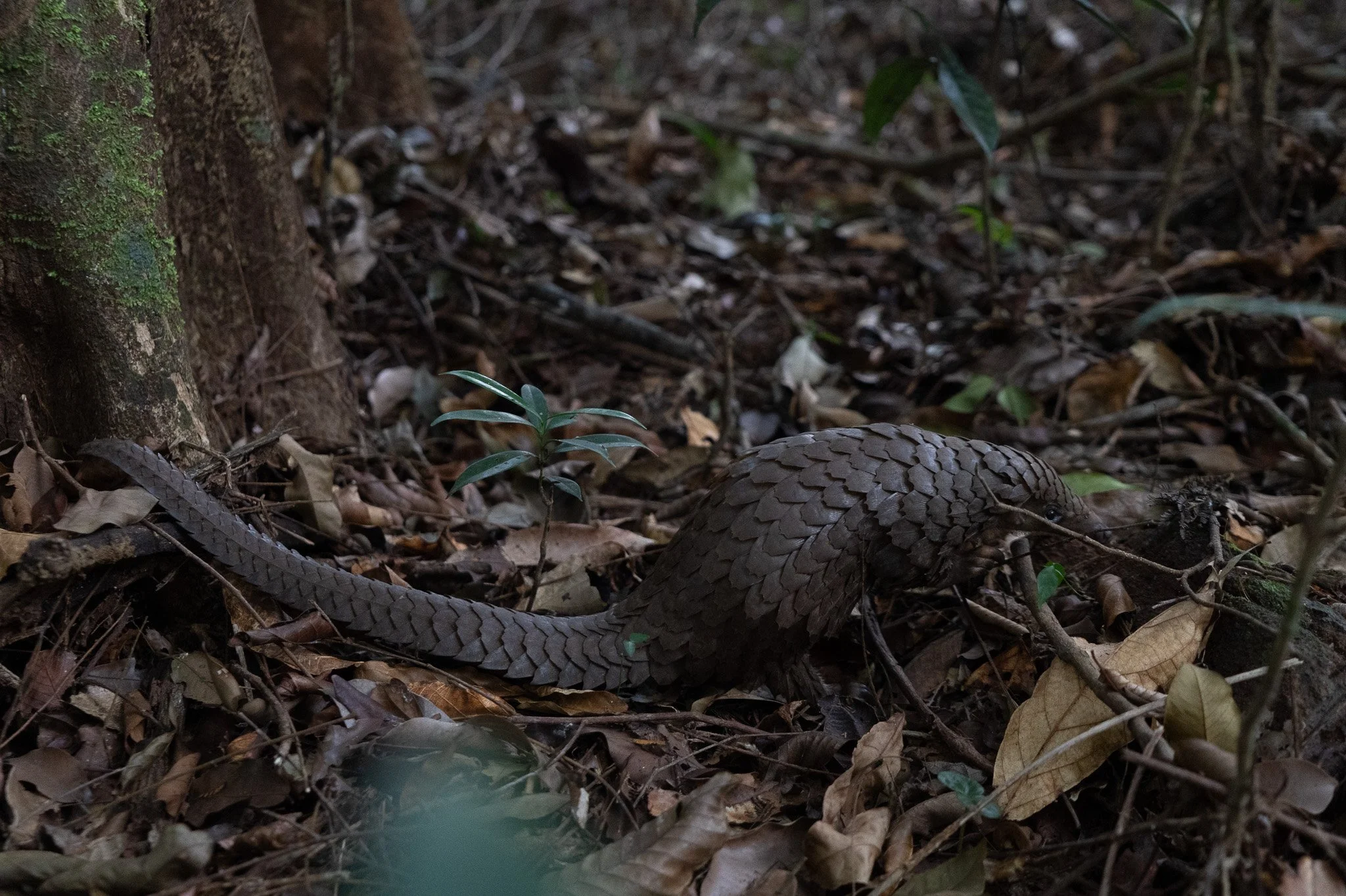 A tree pangolin, one of the most trafficked animals in the world, searches the forest for ants to consume. A pangolin can easily consume up to 2,000 ants per day.