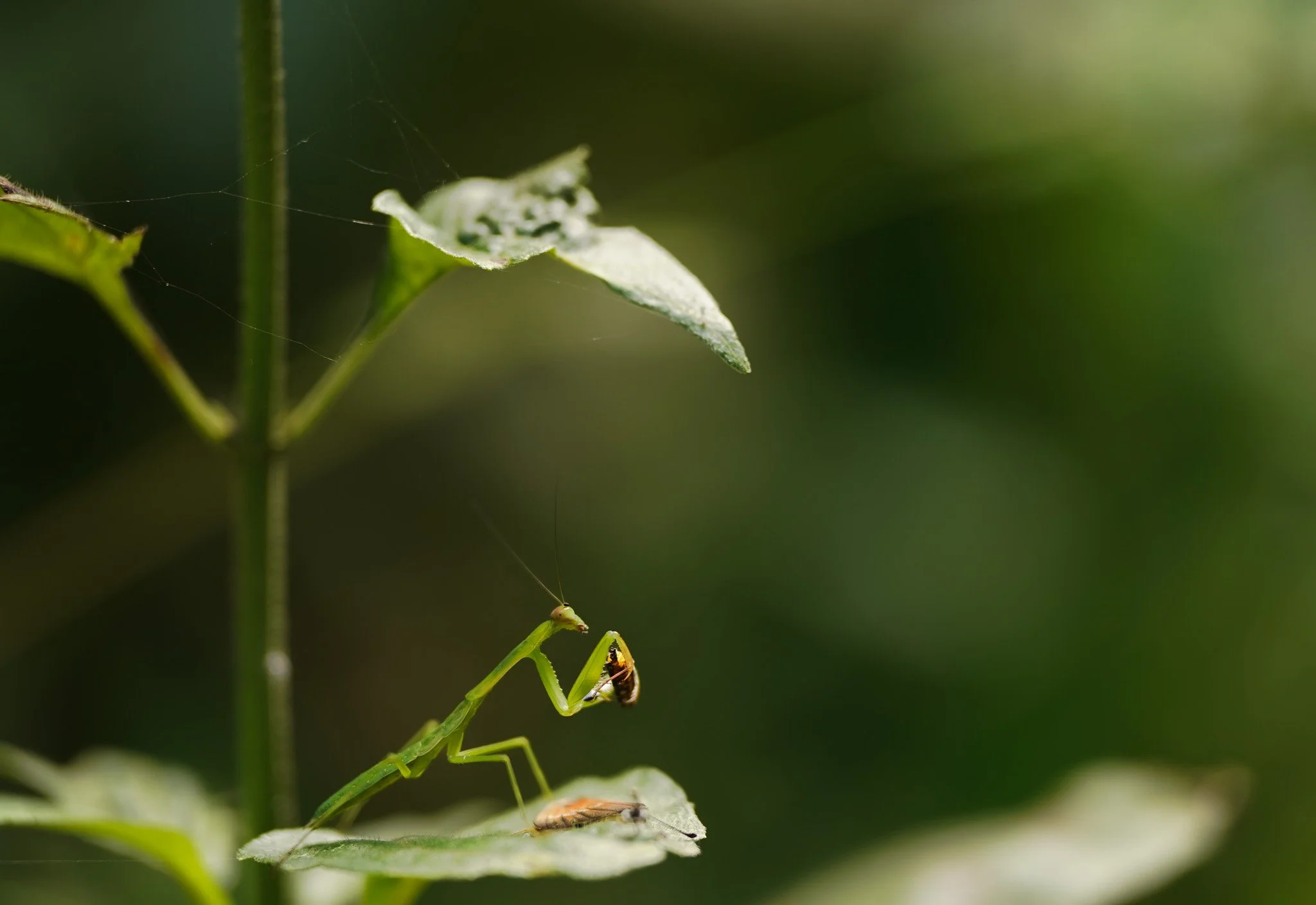 A praying mantis munches on a freshly caught butterfly.
