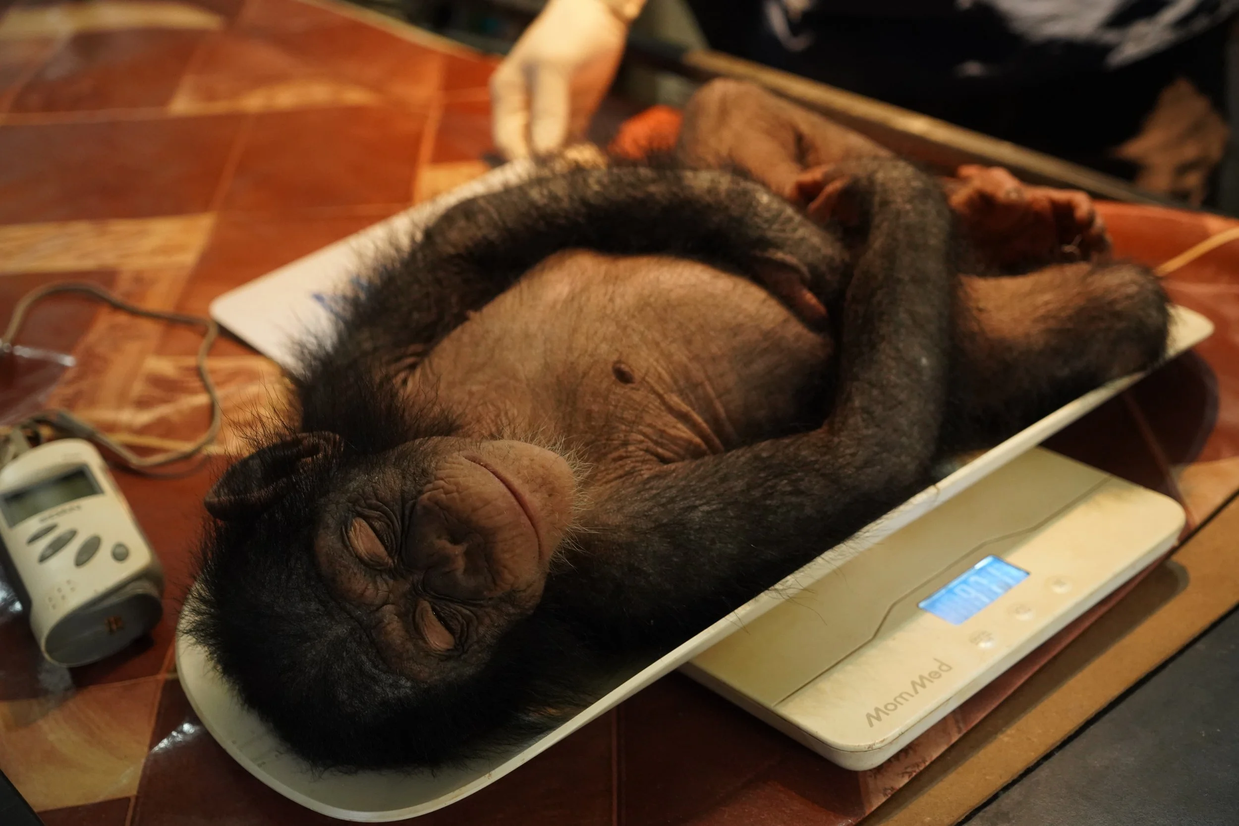 Minnie Winnie getting weighed on a scale.