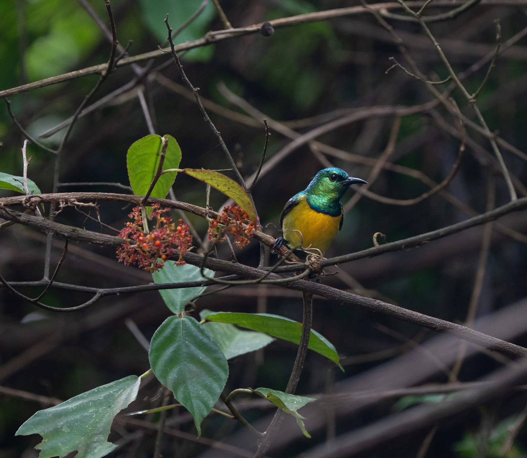 A variable sunbird glows in iridescent green and yellow as it perches on a branch, one of many tiny pollinators vital to the balance of the ecosystem.