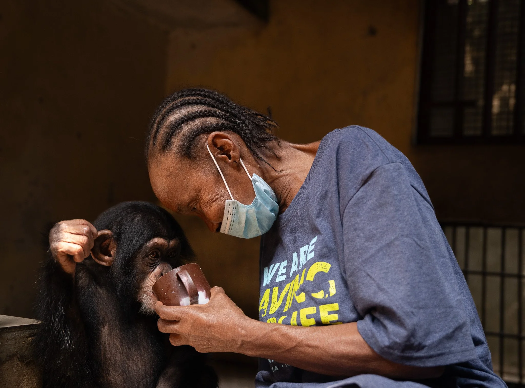Mama P lovingly giving some formula milk to Asana, a recently rescued young chimp.
