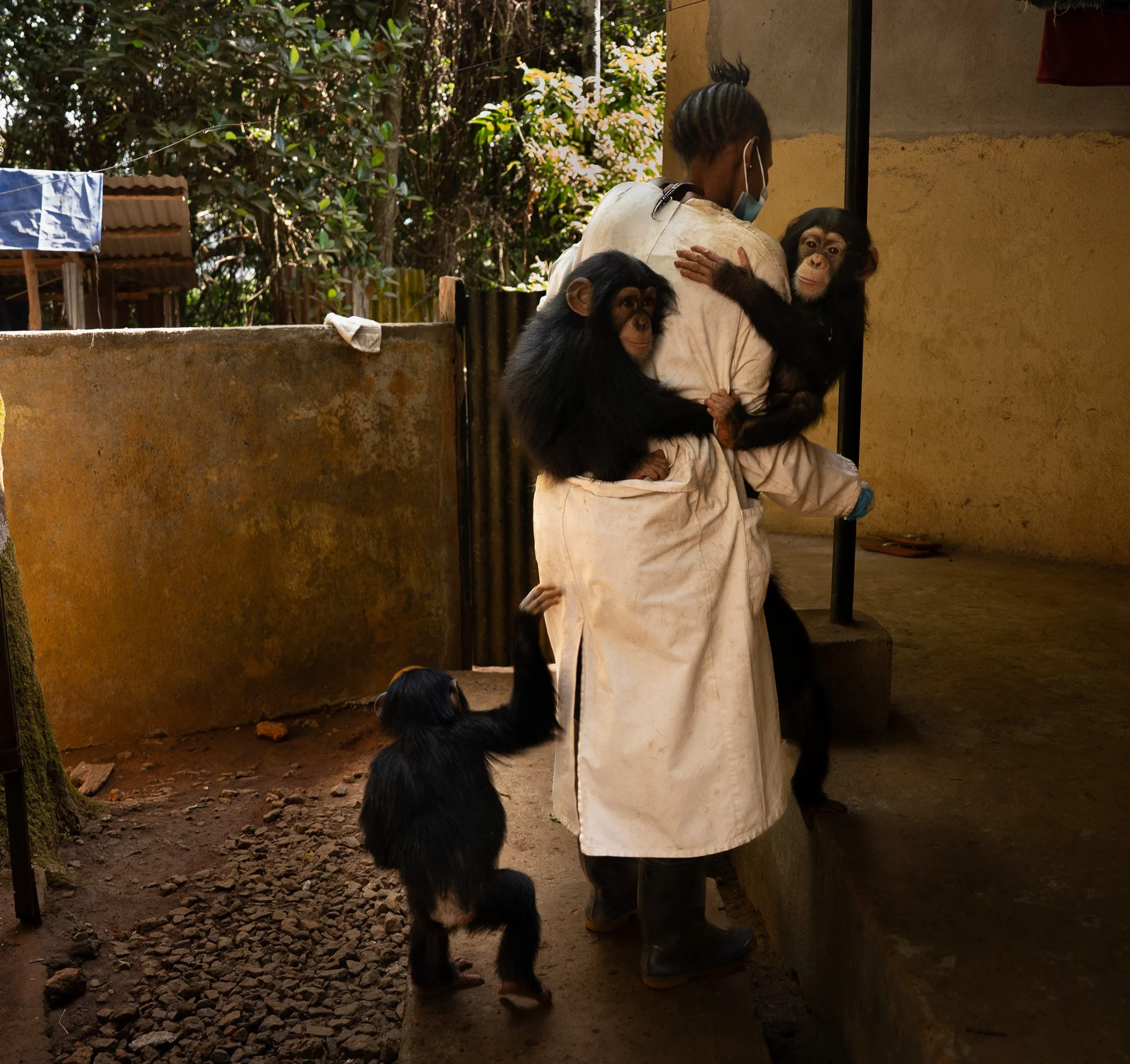 Animal care staffer and surrogate mother Hawa Kamara takes the young chimps to the forest to play and learn to climb.
