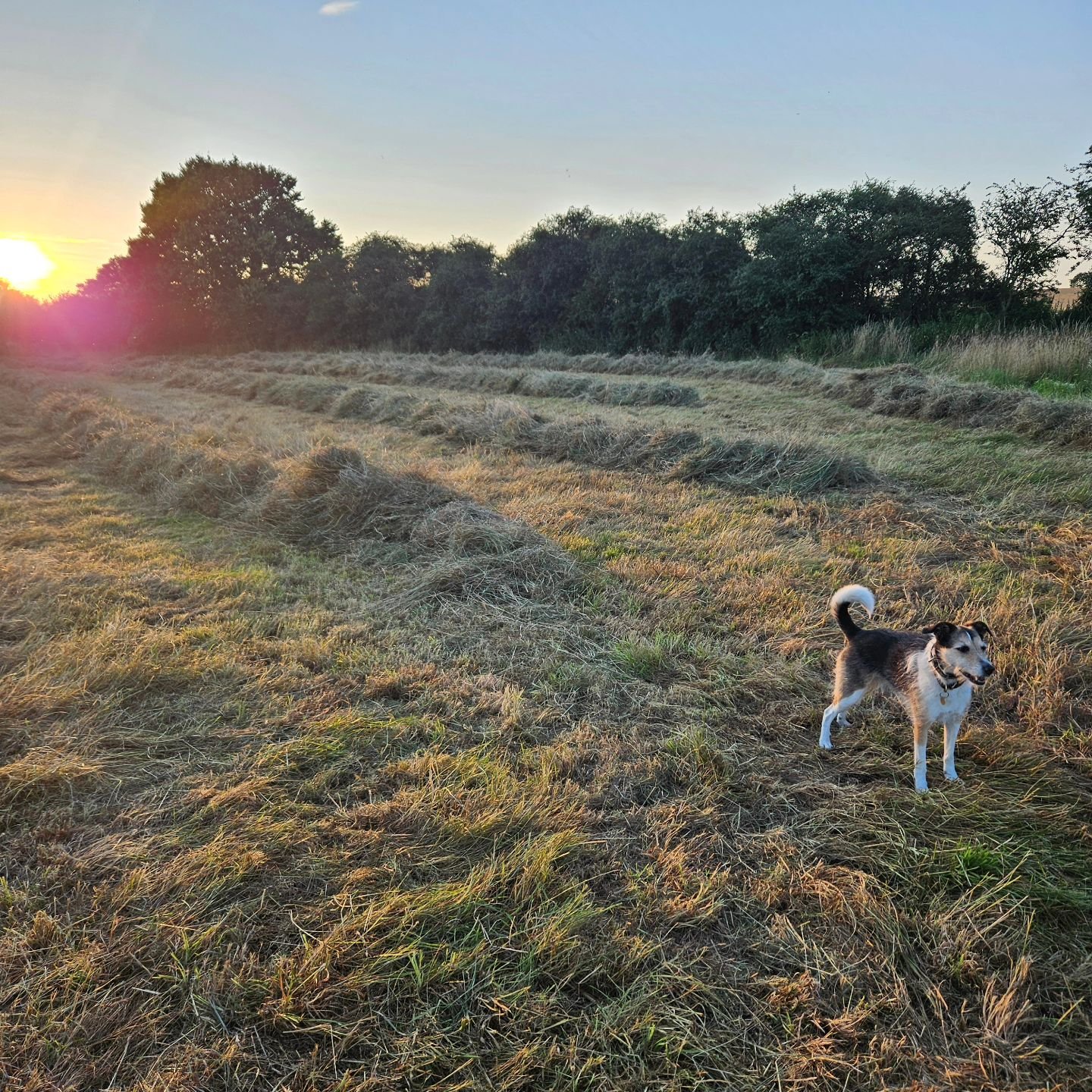 Summer 2024.
The windrows of hay at Low Barn Meadows this year.