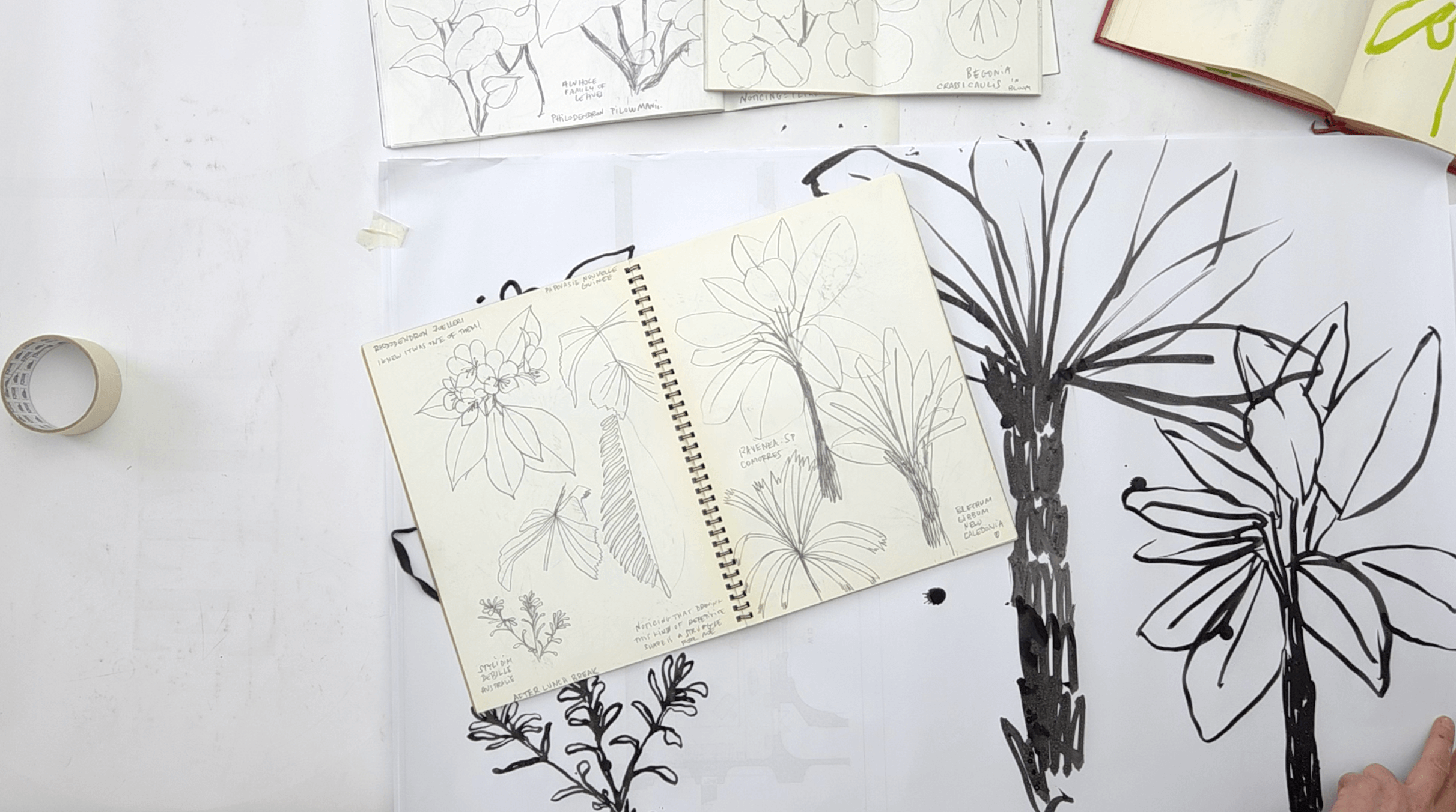 Sketchbook spread next to a large sheet of paper with a bigger black ink painting of the same botanical subject.