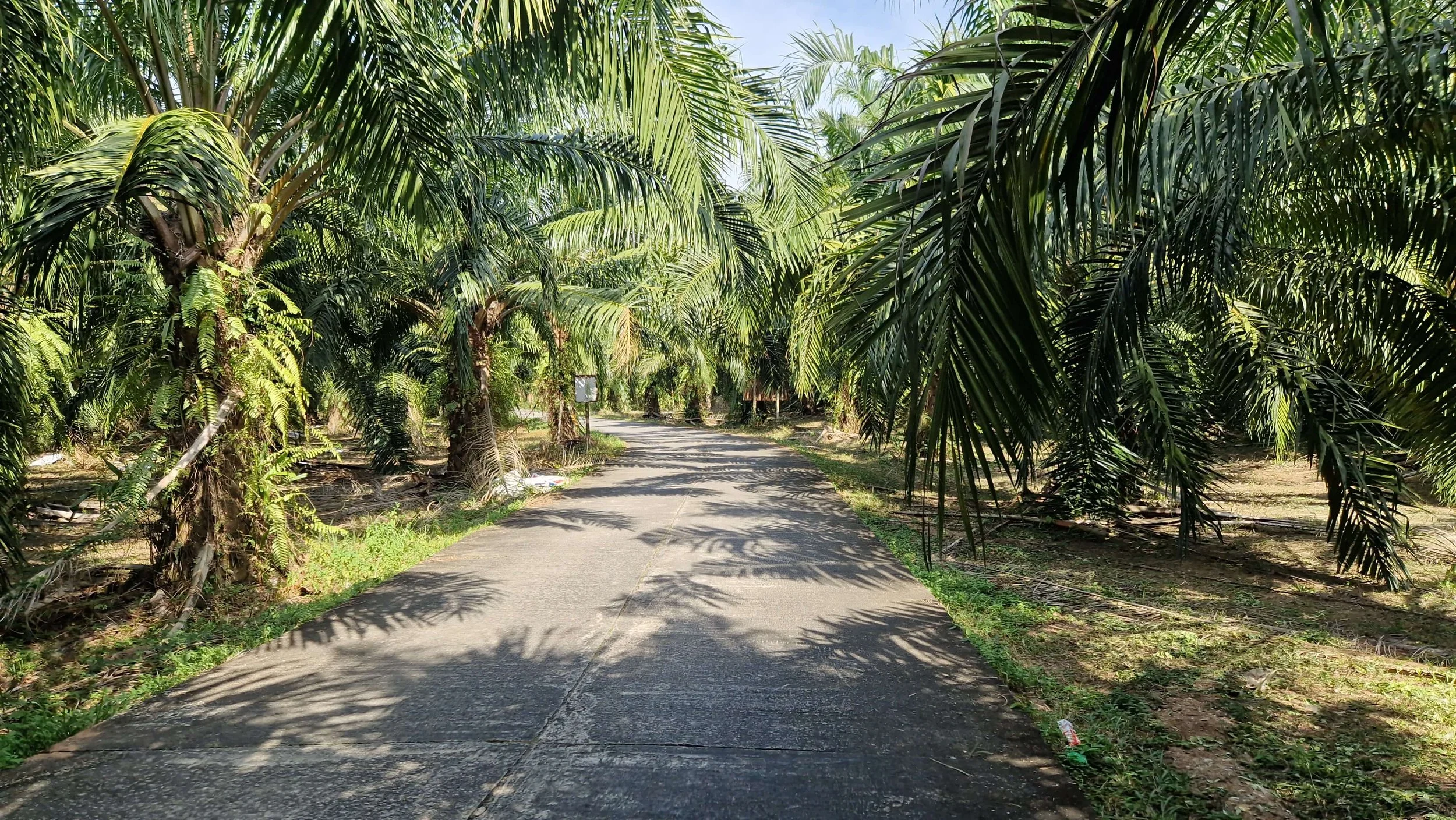 Thailand landscape with palm trees
