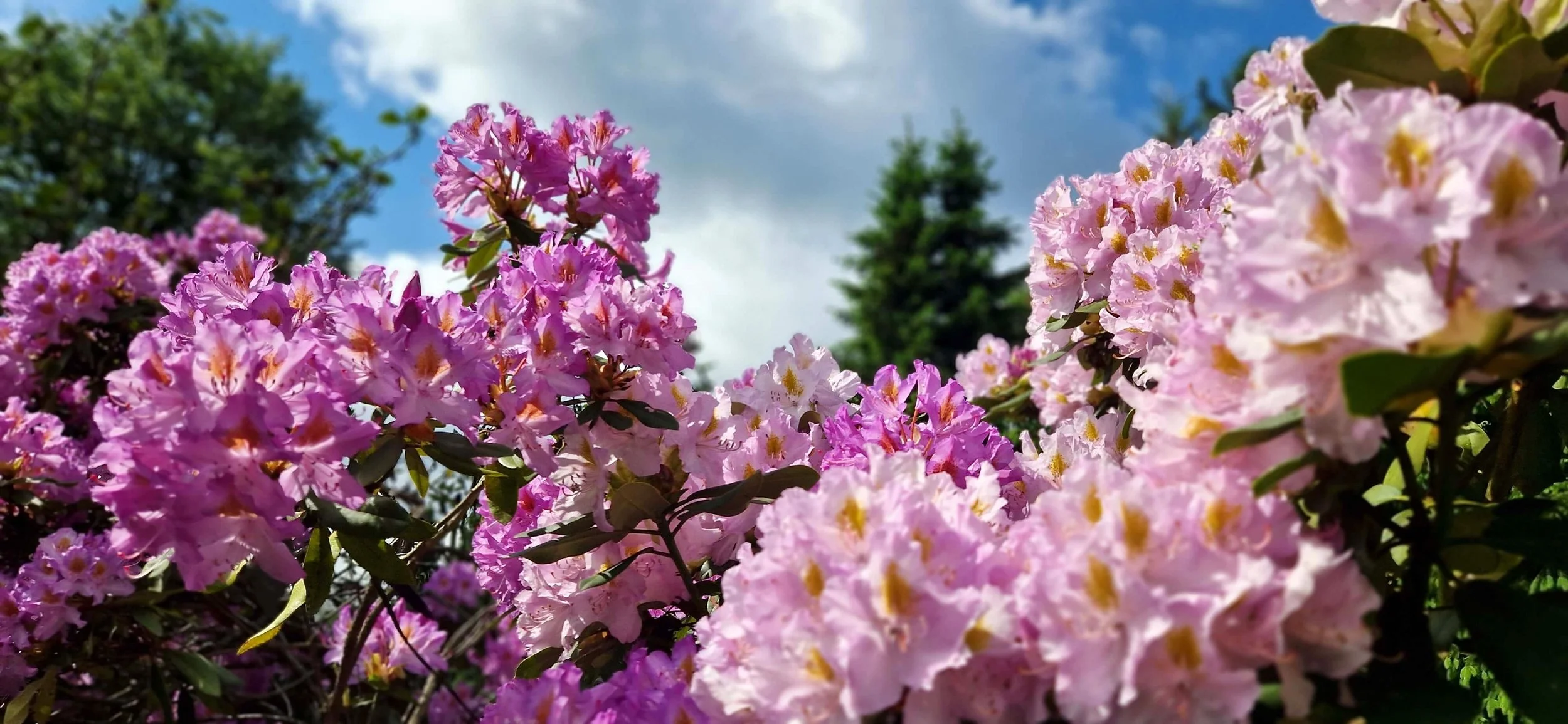 artist view of her colourful rhododendron