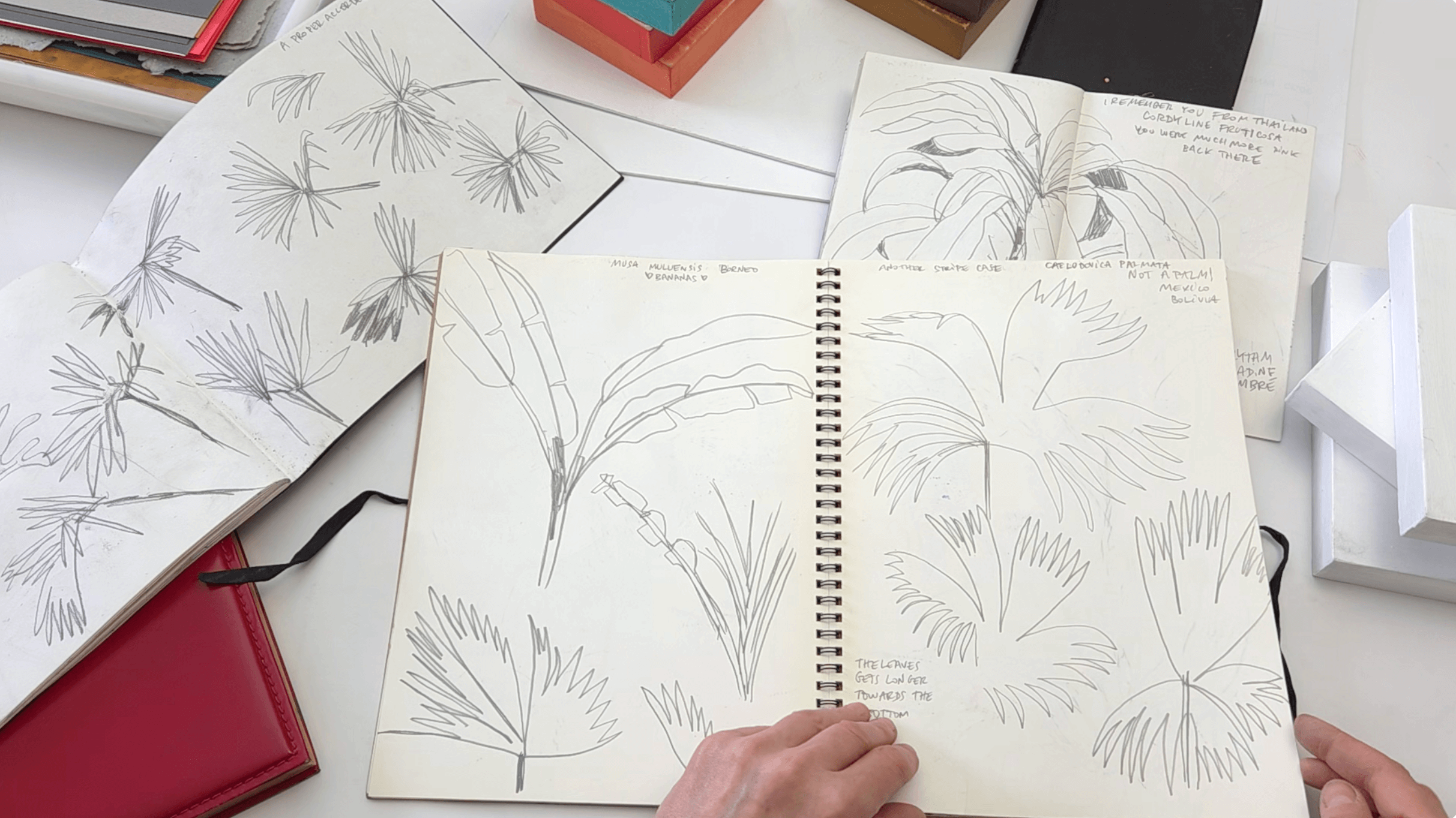 Open sketchbooks on a table, artist hands turning pages with plant sketches and observational drawings.