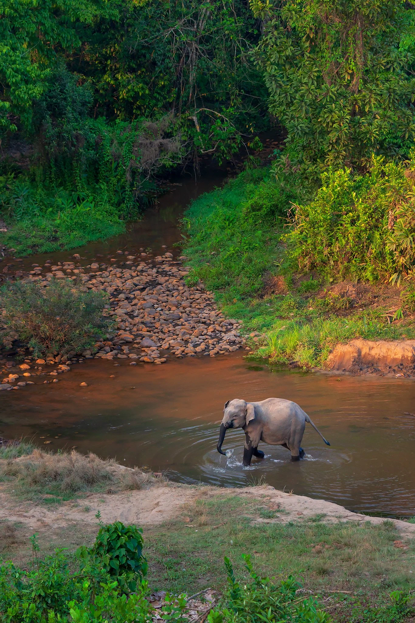 ws_wt_nameri_elephant_MG_7444-1web.jpg