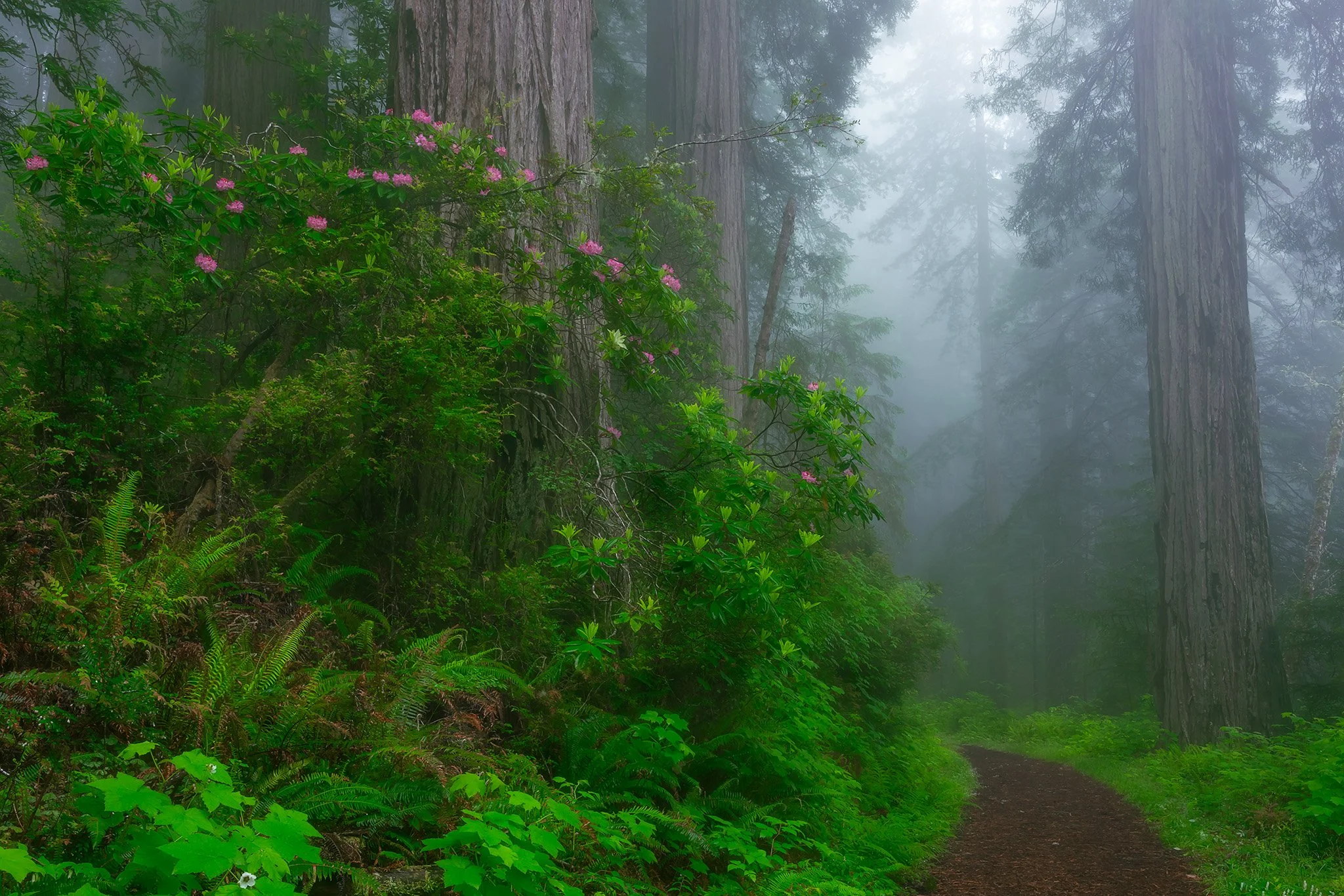 2026 REDWOODS & OREGON COAST PHOTOGRAPHY WORKSHOP