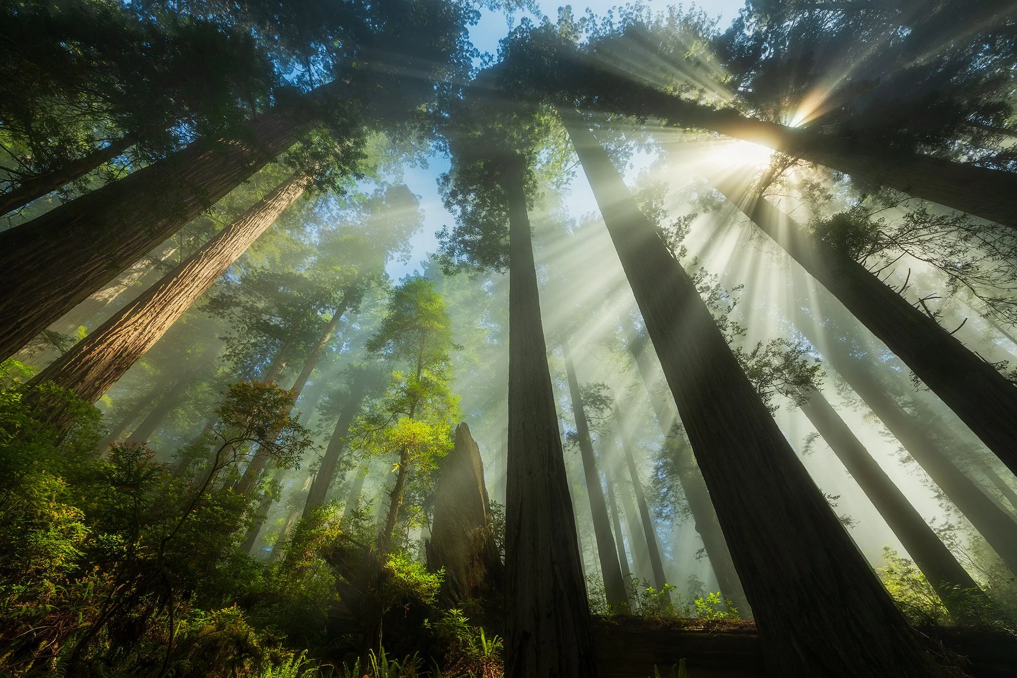 Photographing California Redwoods: Lessons, Light Beams &amp; Once-in-a-Lifetime Moments