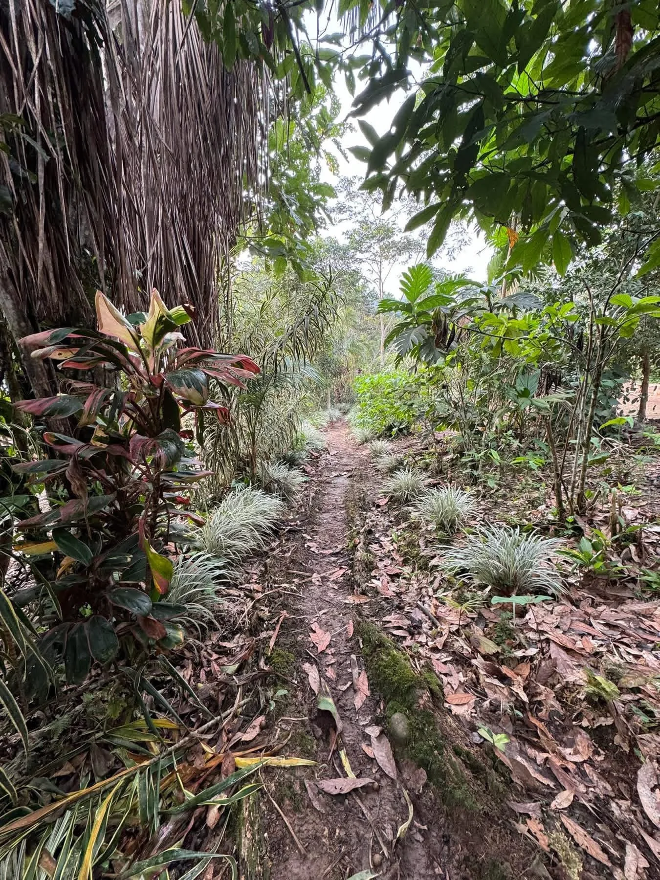 A peaceful forest trail surrounded by lush tropical greenery, symbolizing a personal journey.