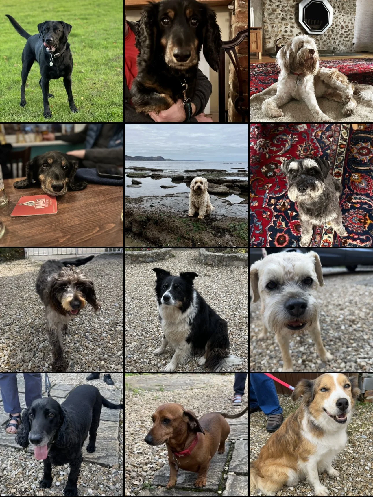 Who let the dogs in..? (Answer: It’s us!)