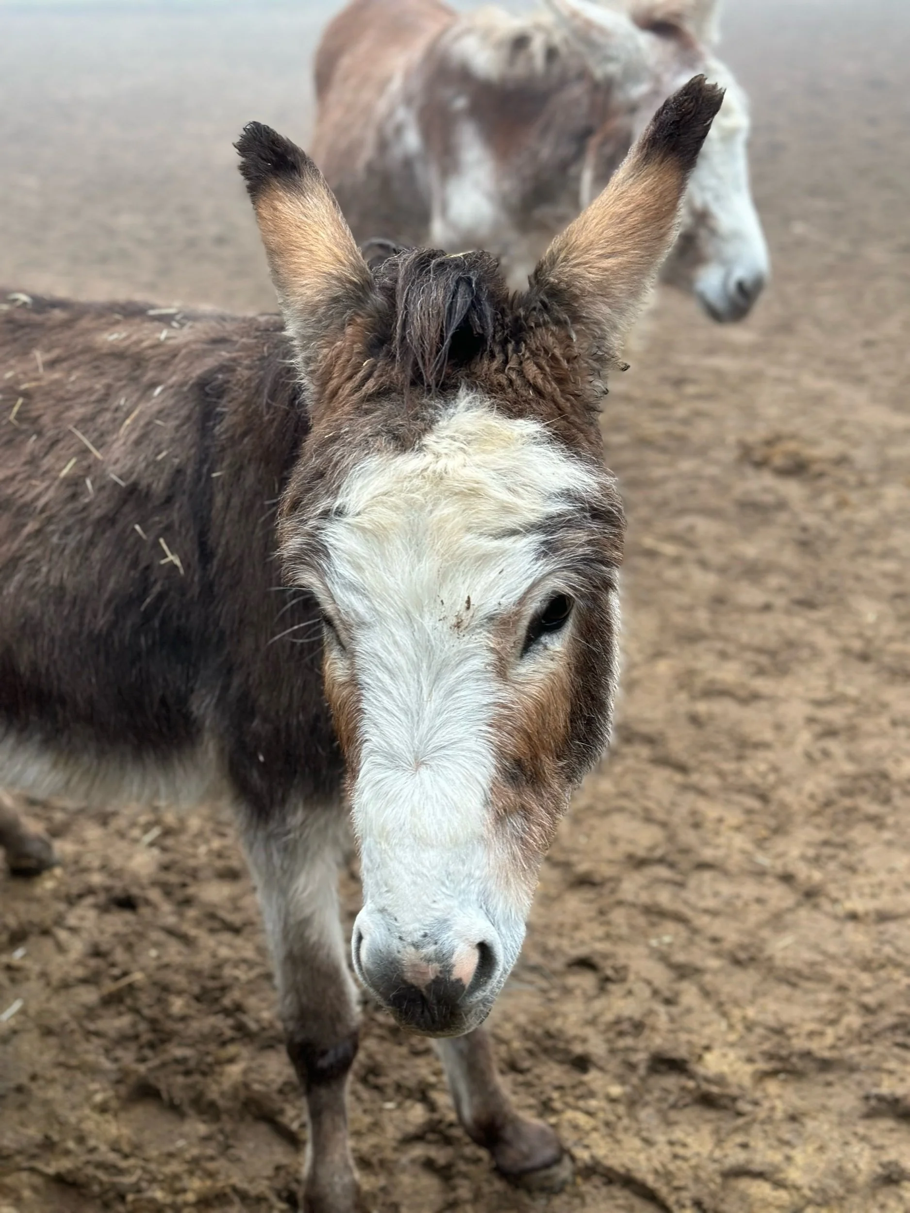 Discover a haven of happiness at The Donkey Sanctuary