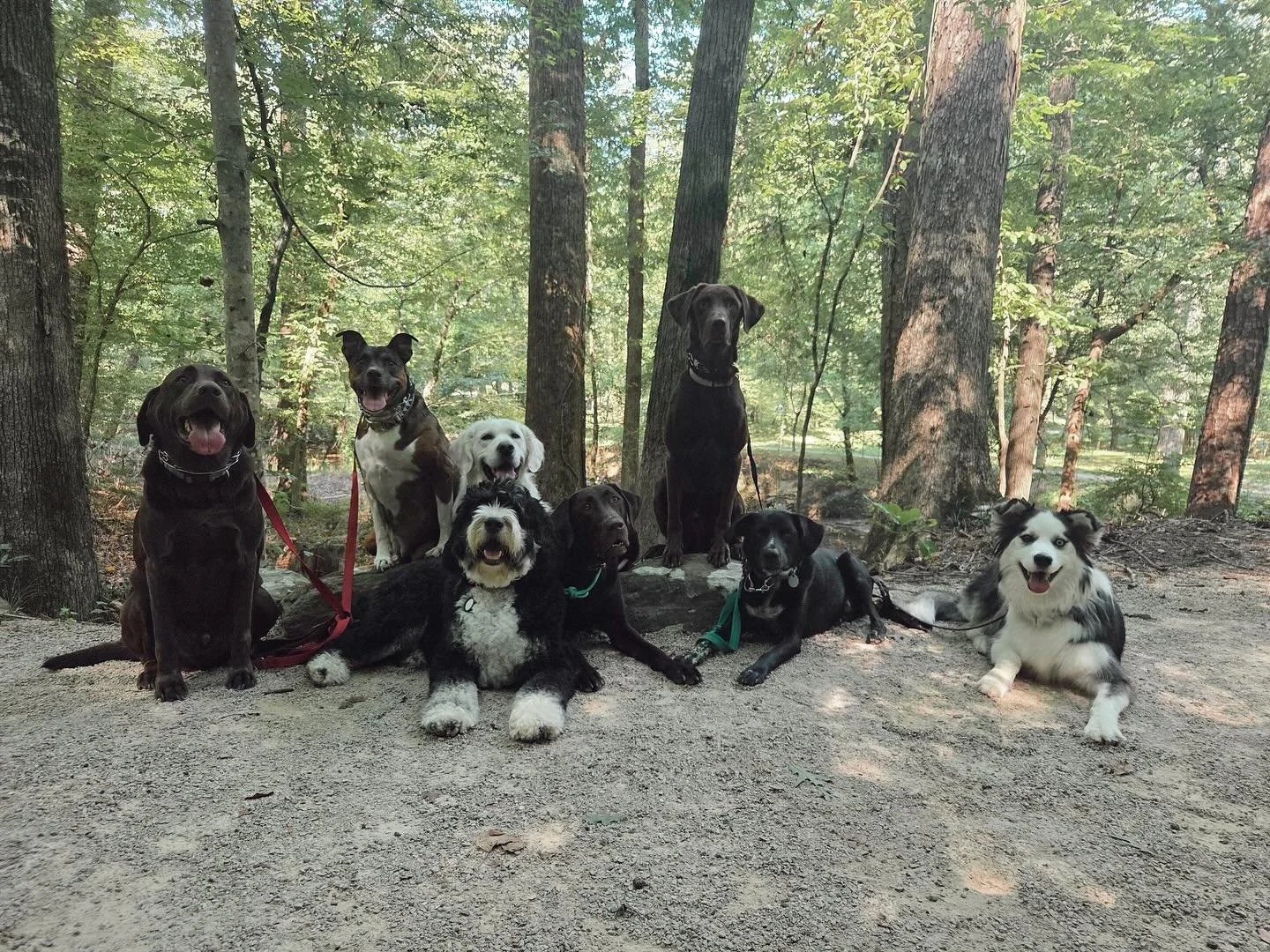 Happy Friday from the coolest pack around😎🐶🐾