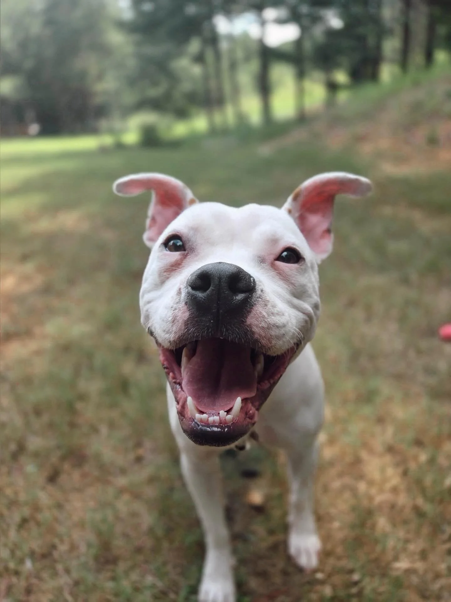 We can&rsquo;t wait to see more happy smiles like Maggie&rsquo;s this week🐶😊 We hope everyone has a great Labor Day tomorrow❤️