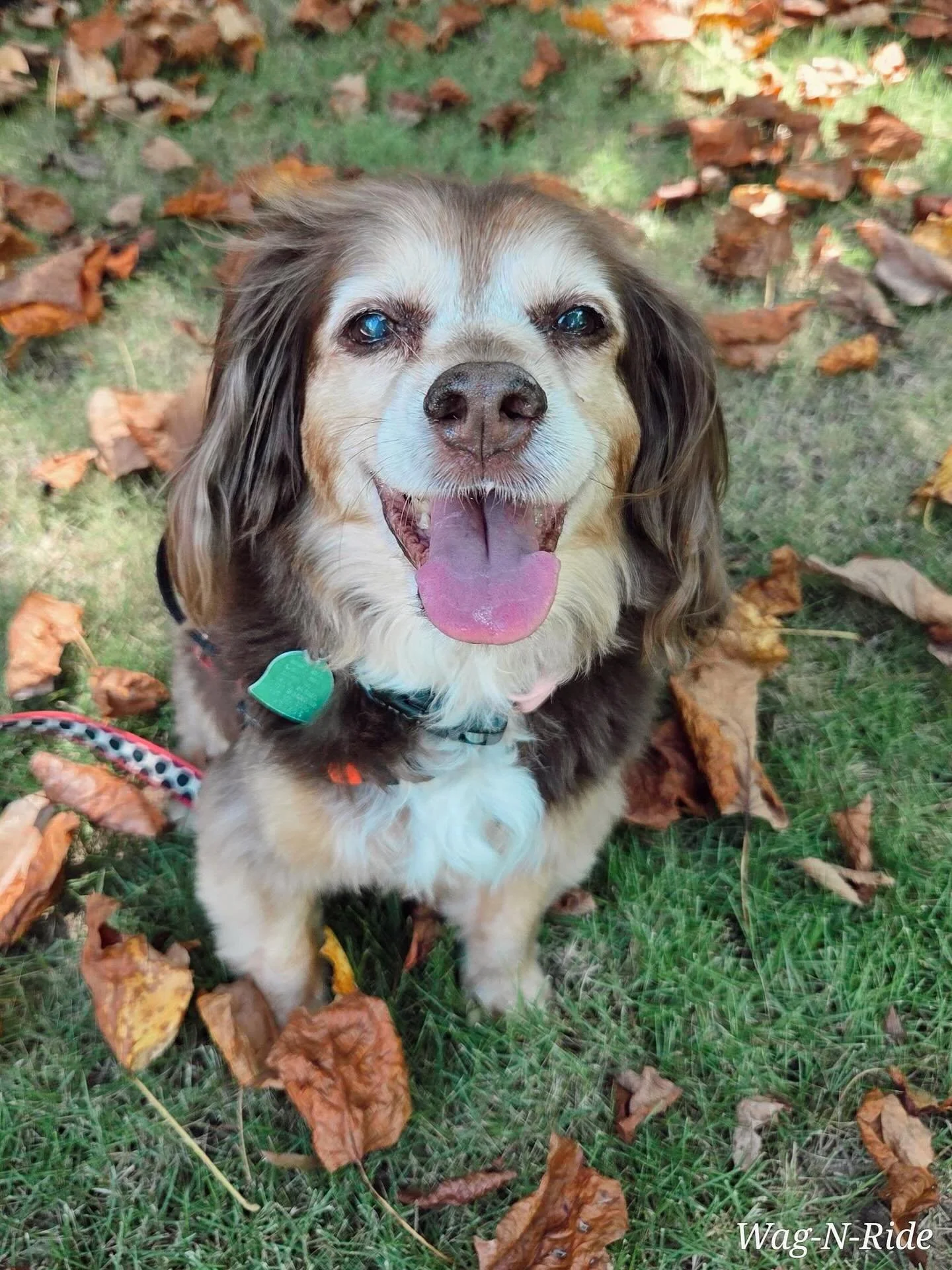 Just a cute pup to make your feed a little better!🩷🐶