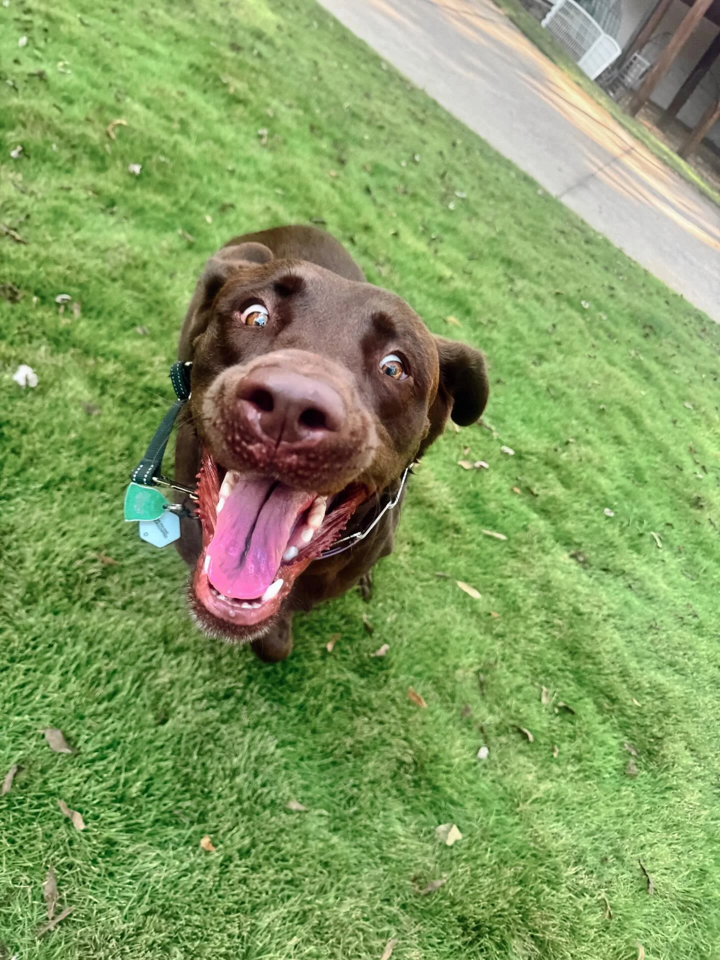 Piper skipped over the &ldquo;walk&rdquo; part of her visit and went straight to the zoomies😂 

#dogwalker #petcare #petcareprovider #petcareservices #petsitter #zoomiesfordays