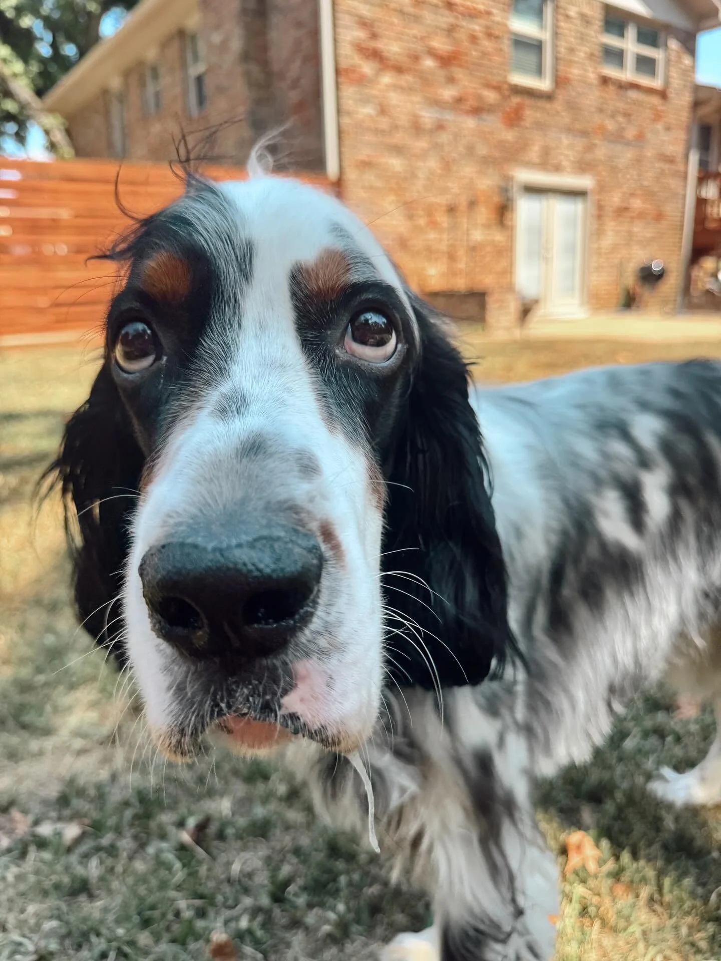 &ldquo;Maybe if I look at her like this long enough she&rsquo;ll give me treats&hellip;.&rdquo; 

Spoiler: It worked and Porter did indeed get a treat lol!